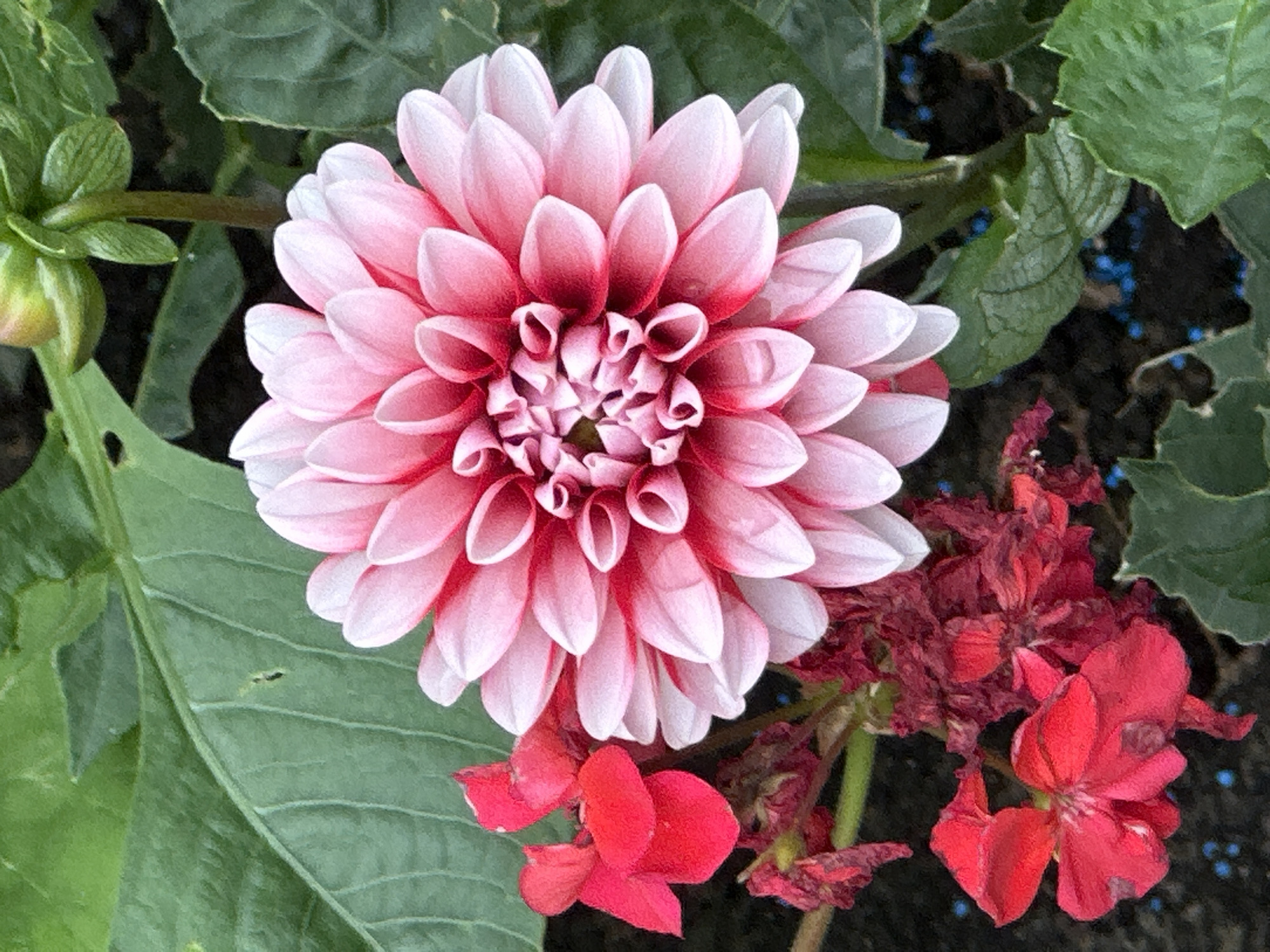 A close-up, eye-level shot showcases a vibrant pink and white dahlia flower in bloom. The dahlia's petals are intricately arranged, with the outer petals a soft white and the inner petals transitioning to a deep pink at their tips. To the left of the dahlia, a cluster of small, bright red flowers adds a contrasting splash of color. These red flowers appear to be wilting slightly, with some dried, darker red blossoms also visible among them. The background consists of large, deep green leaves, providing a lush backdrop for the flowers. Some of the leaves show subtle textures and veins. The ground beneath the flowers is dark, with small, bright blue decorative elements scattered throughout, possibly pebbles or glass beads. The overall lighting suggests it is daytime, with soft light illuminating the floral subjects. This image does not contain any elements that would allow for a specific location in Podolsk, Russia to be identified.