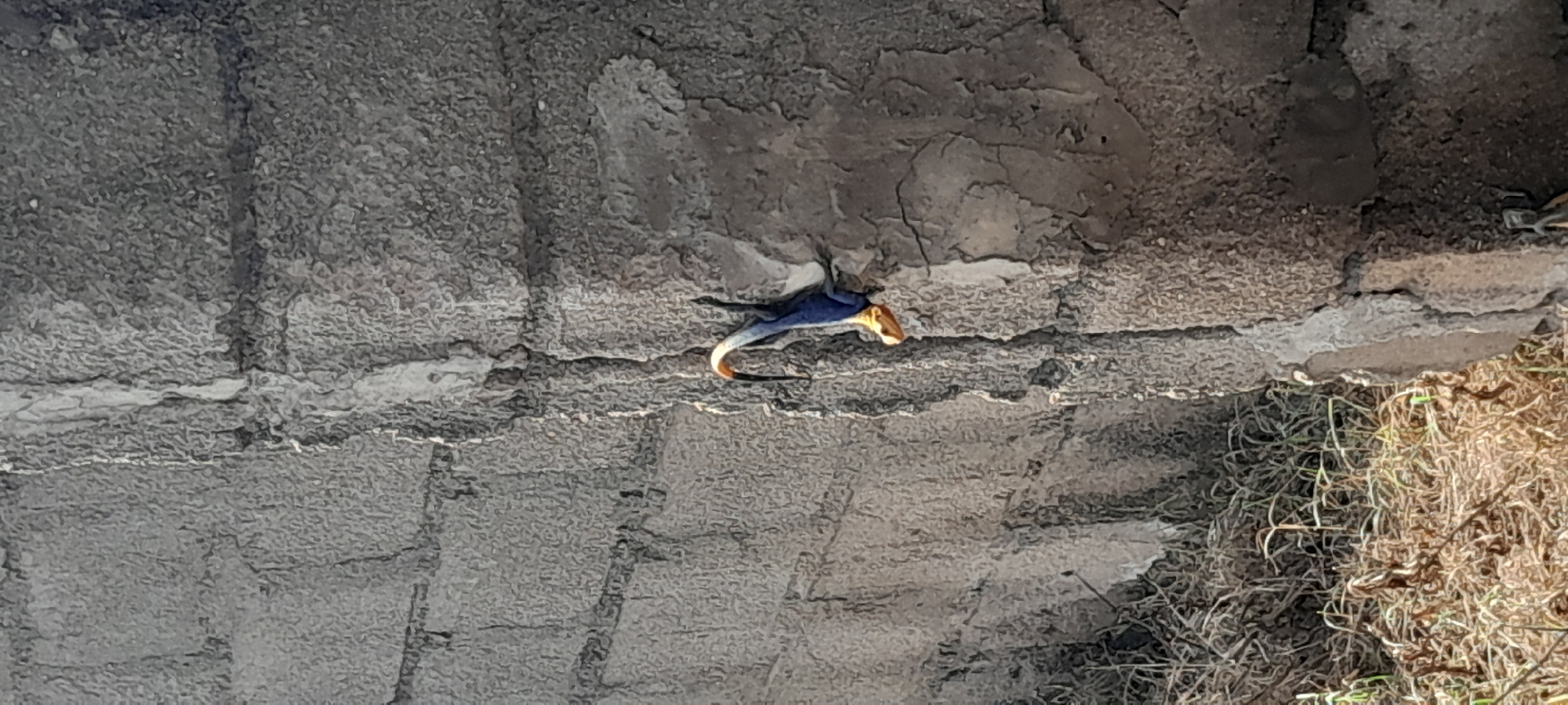 In Jalingo, Nigeria, a vividly colored lizard with a bright orange head and blue body clings to a rough, grey concrete wall. The lizard's tail curves upwards, showing a gradient from blue to a hint of orange. The wall itself appears weathered, with visible cracks and a textured surface. Below the wall, dry, brown grass and some green shoots create a natural ground cover. The lighting suggests it is daytime, with sunlight casting shadows and highlighting the textures of the wall and the lizard.