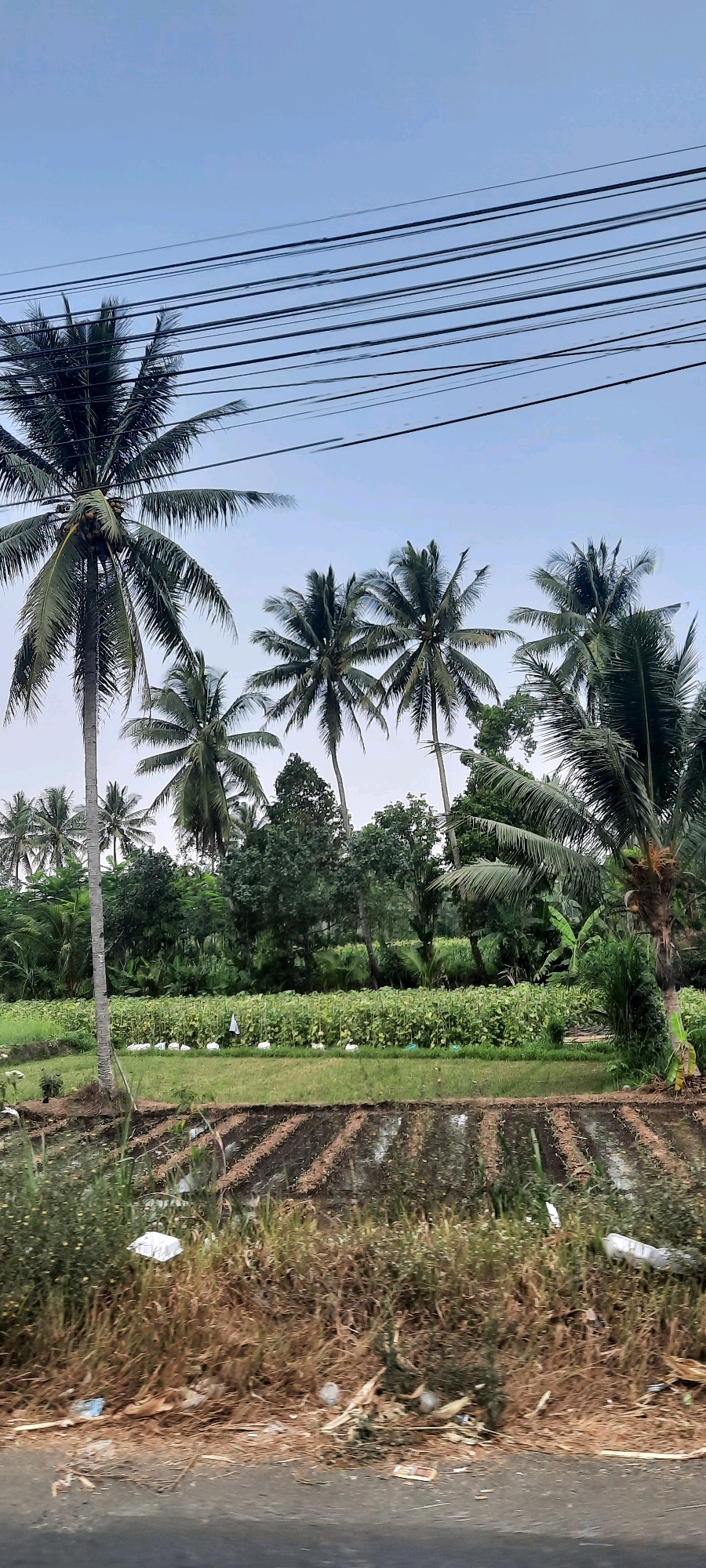 The image depicts a rural landscape in Pulungdowo, Indonesia. The scene is dominated by lush green vegetation, including a field of crops in the midground and a dense arrangement of trees and palm trees in the background. A segment of a flooded rice paddy with distinct rows is visible in the foreground, reflecting the sky. Overhead, a network of power lines stretches across the frame against a pale blue, overcast sky. The natural environment is interspersed with signs of human activity, such as white objects scattered within the crop field, possibly indicating farming practices or materials. The foreground also shows evidence of litter, with plastic bags and other debris along the edge of the road. No people are visible in the frame.