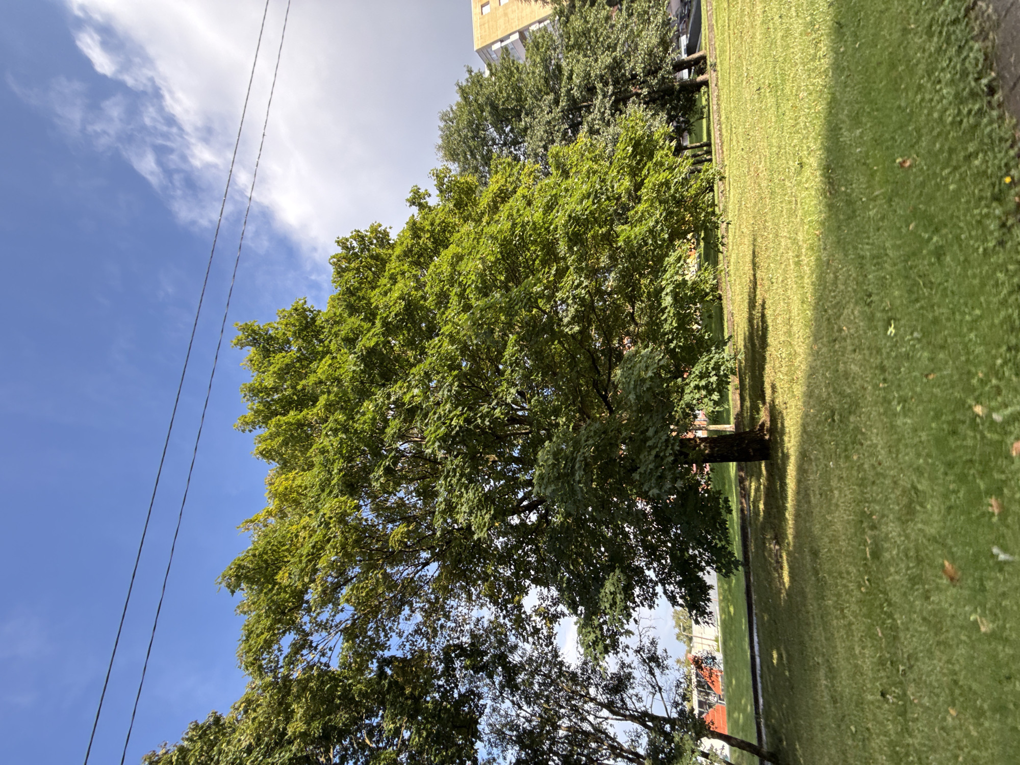 The image depicts a sunny day in a city park in Tallinn, Estonia. The foreground is dominated by a well-maintained lawn, with a large, leafy green tree standing prominently in the center. To the left of this tree, another tree with darker foliage is partially visible. In the background, a building with a light-colored facade rises above the trees, suggesting an urban setting. Power lines stretch across the bright blue sky, which is dotted with a few wispy clouds. The overall scene conveys a sense of tranquility and natural beauty within a city environment.
