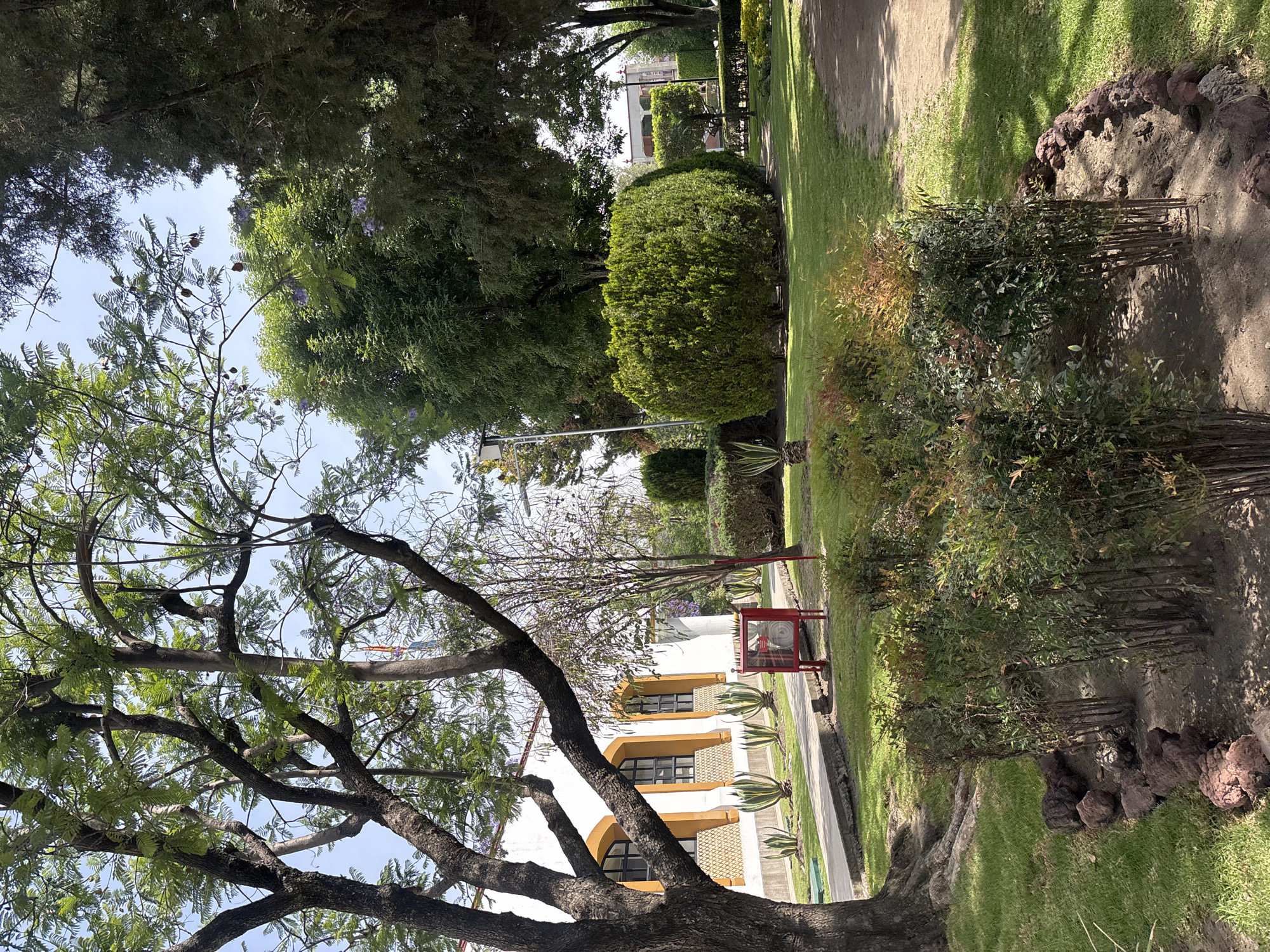 The image shows a park scene in San Andrés Cholula, Mexico. A large tree with green leaves and thick branches dominates the foreground. Behind the tree, a white building with arched windows and orange trim is visible. An arrangement of agave plants lines the building. A red fire hose cabinet stands near the building. The park features well-maintained grass, trimmed bushes, and various trees, creating a green and serene environment. A pathway runs alongside the building and lawn. A rock border edges the manicured landscaping.