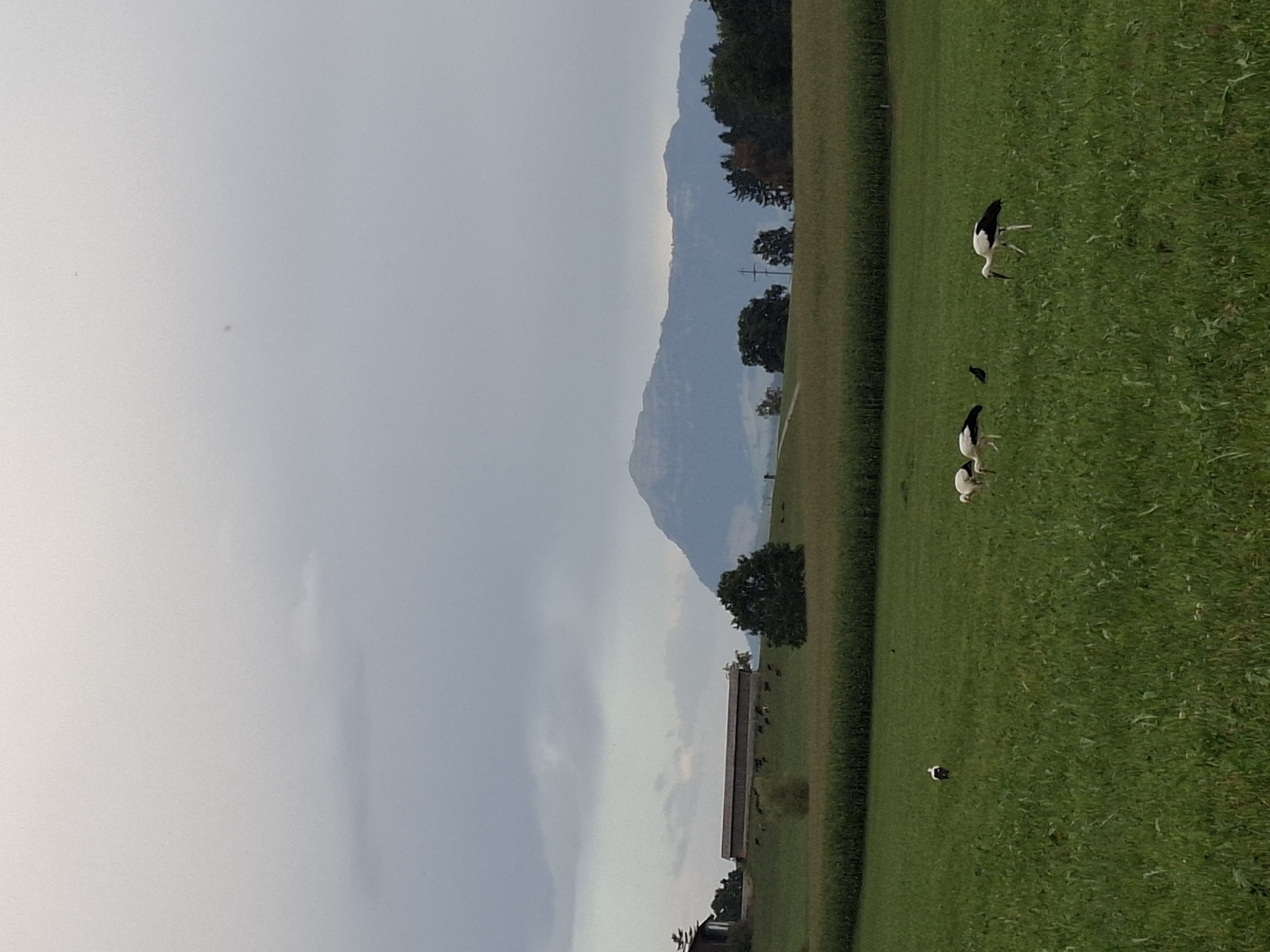 The image depicts a pastoral landscape under a cloudy sky, likely in Eschenbach (LU), Switzerland. In the foreground, a green field, possibly a pasture or crop field, is dotted with several storks. One stork stands prominently in the middle-right, facing left, with its beak pointed downwards. To its left, another stork is partially visible. Further to the left, two more storks are gathered. A small, dark bird is also present in the field near the storks.
In the mid-ground, a band of darker green foliage, possibly cornstalks, runs horizontally across the image. Beyond this, a gently sloping hill is visible, with a long, dark, barn-like structure with a visible roofline situated on it. Several dark-colored cattle are scattered on the hill in front of the structure. A scattering of trees is also present on the hill.
The background is dominated by a large, layered mountain range, its peaks softened by atmospheric haze. The sky above is overcast with shades of gray and white. The overall scene conveys a rural, tranquil atmosphere.
