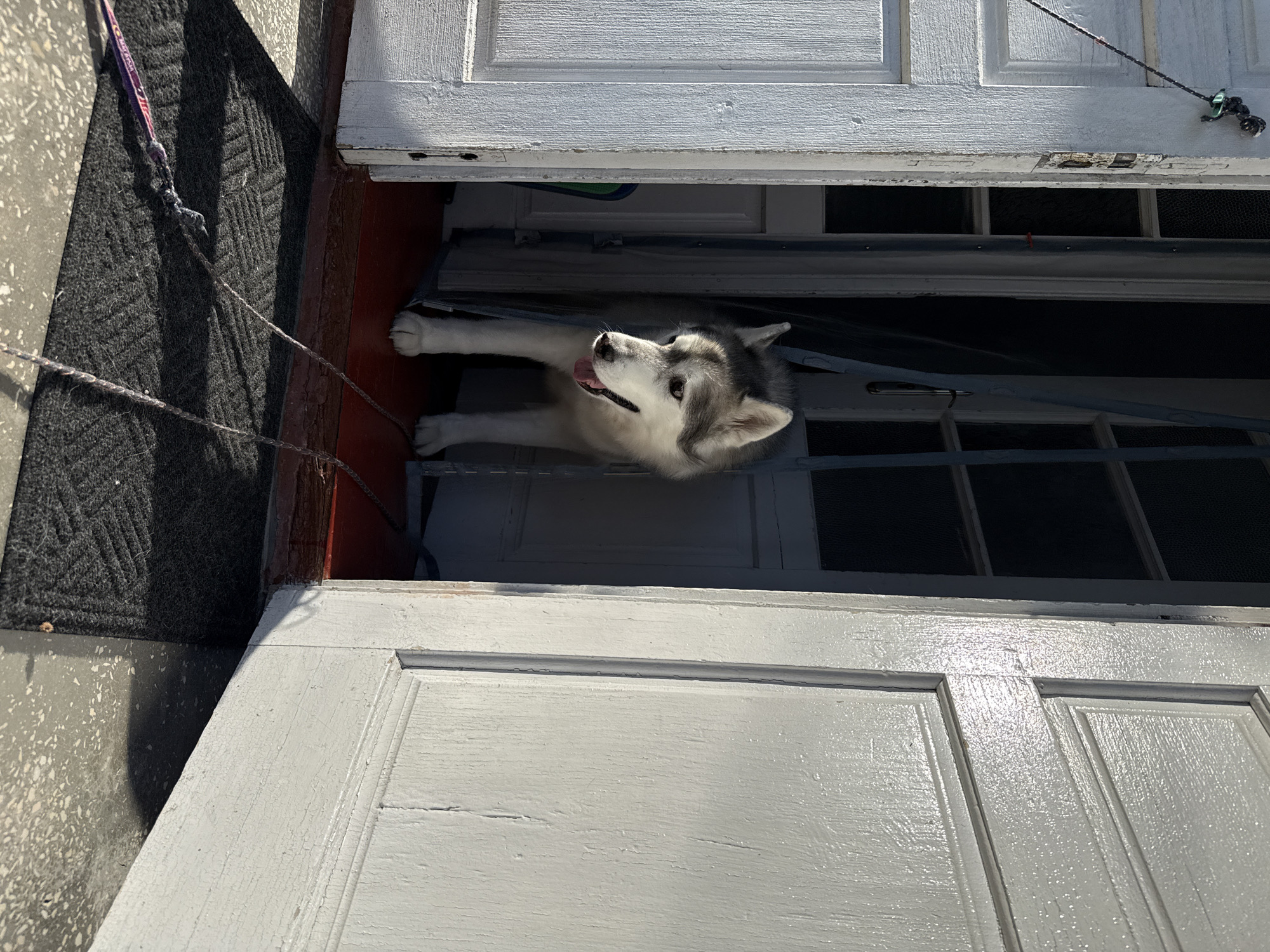 A husky dog stands in an open doorway, looking to the right with its tongue out. The dog is mostly white with grey markings on its head and back. It is standing on a dark red floor with a dark grey mat in front of it. The doorway is framed by white painted doors, one of which is wide open, revealing the interior. A leash is attached to the dog and extends across the mat and out of frame. The lighting suggests it is daytime, with sunlight casting shadows.