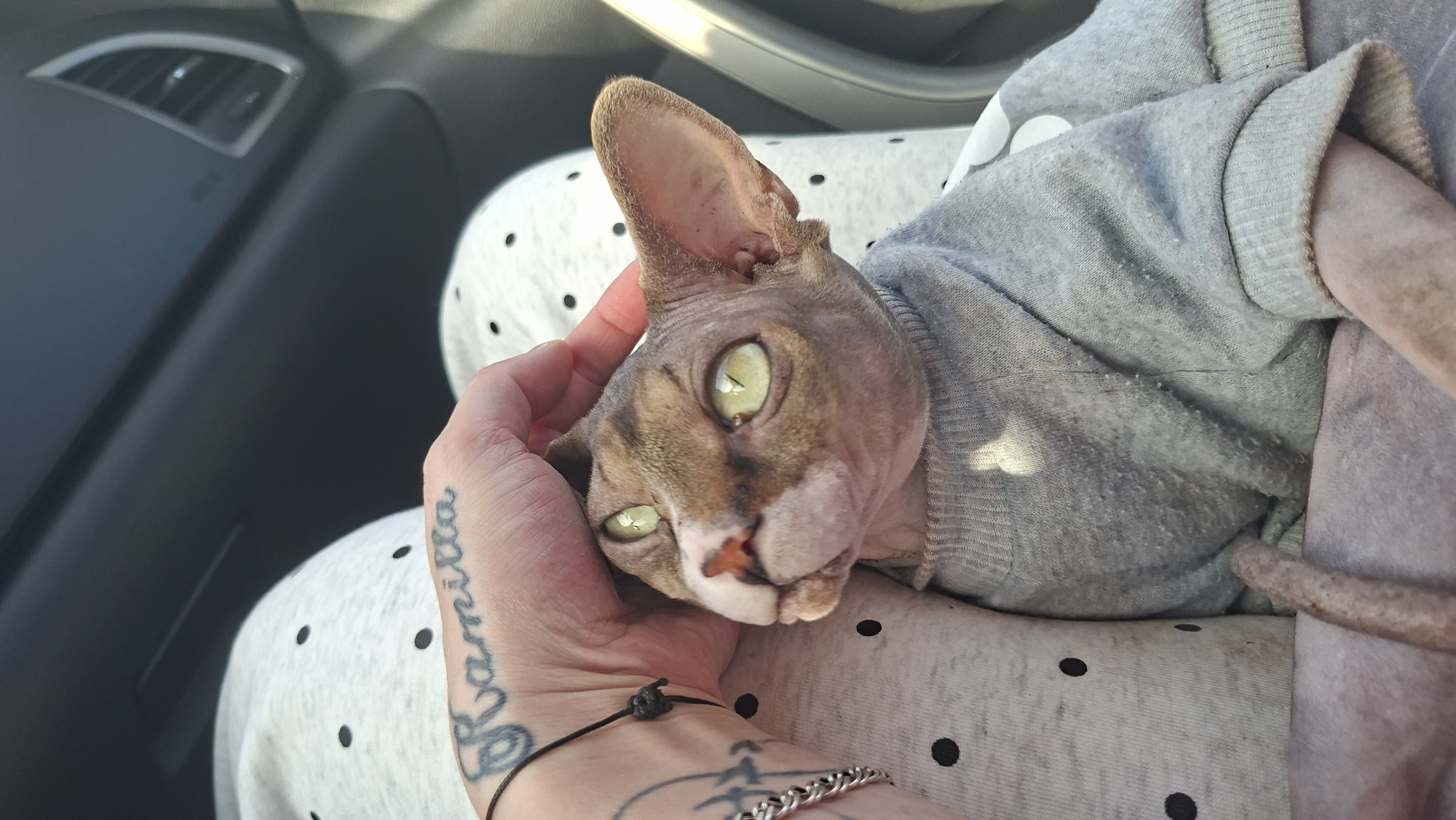 A person's tattooed hand strokes the head of a hairless cat wearing a gray sweater. The cat has large, light green eyes and its head is tilted up. The person's hand has a tattoo of the name "Ramilla" on it, and a black string bracelet is visible on their wrist. The cat is nestled against clothing with a polka dot pattern. The background shows the interior of a car, with a black dashboard and a ventilation grate visible. The image appears to be taken in a vehicle, possibly a car, during daylight hours. The specific location of Бягомльскі сельскі Савет, Belarus cannot be determined from the visual information in the image.