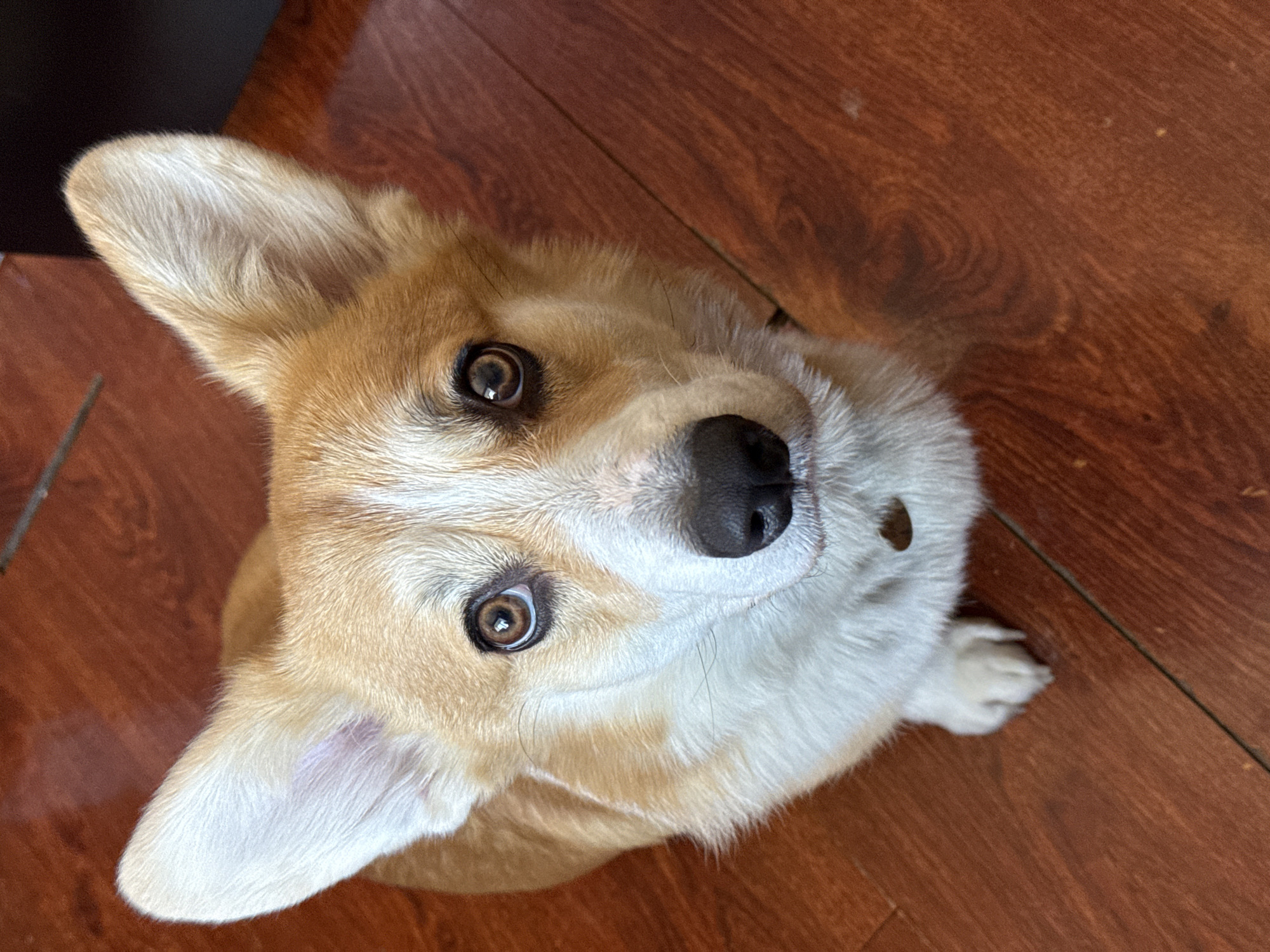 A medium-sized dog, a Corgi, lies on a wooden floor. The dog is light brown and white with upright ears and dark brown eyes, looking directly at the camera. The floor has a wood-grain pattern. The location is not determinable from the image.