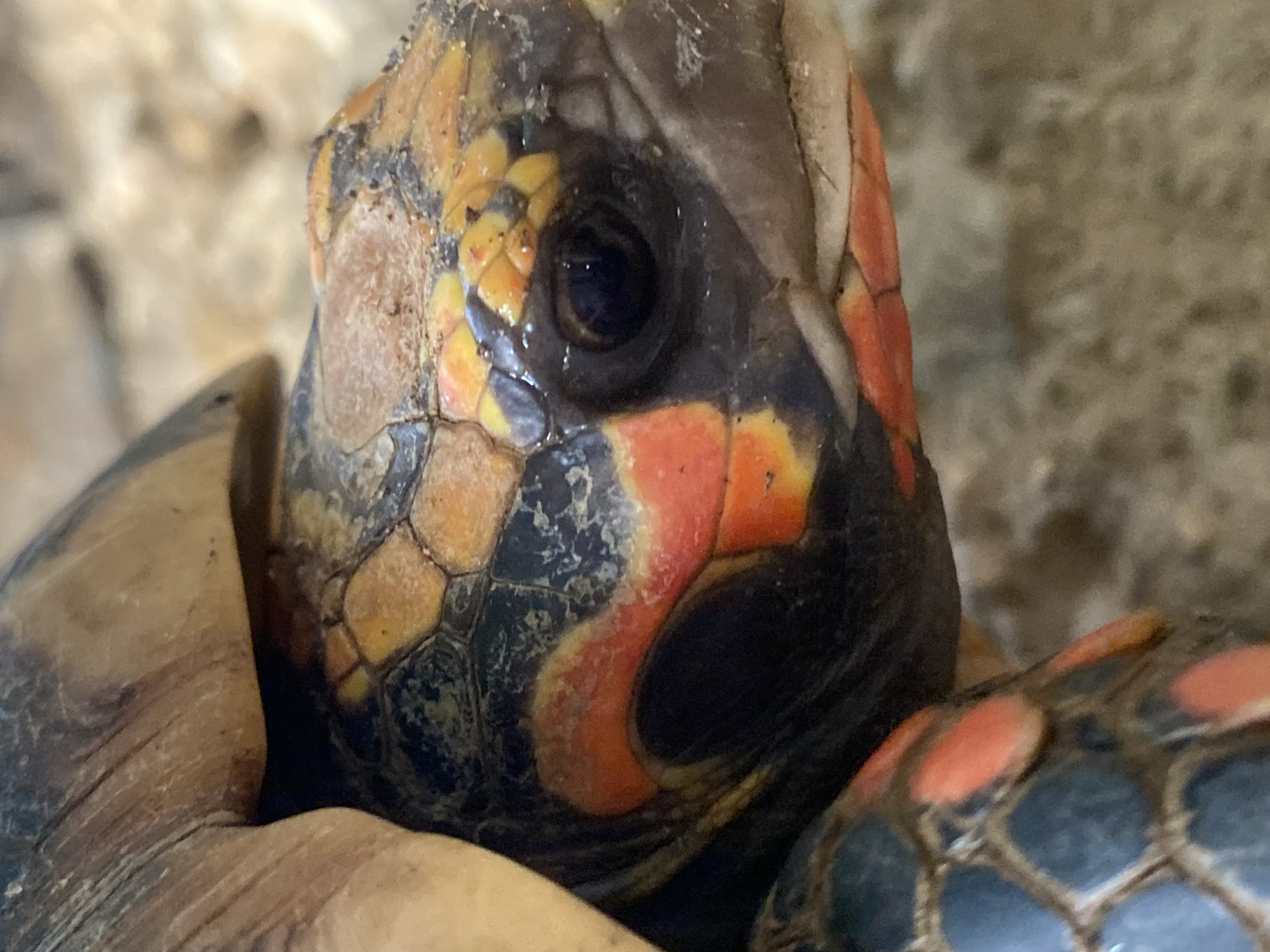 The image is a close-up, detailed photograph of the head of a red-footed tortoise. The tortoise's eye is visible, along with scales on its head and neck that display vibrant patterns of orange, yellow, and black. Part of its shell is also visible, showing a textured surface. The background is blurred, suggesting a natural or terrarium-like environment with a sandy or earthy texture. The focus is entirely on the tortoise's head and immediate surroundings. There are no people or any specific landmarks of Tinaquillo, Venezuela, visible in the image.