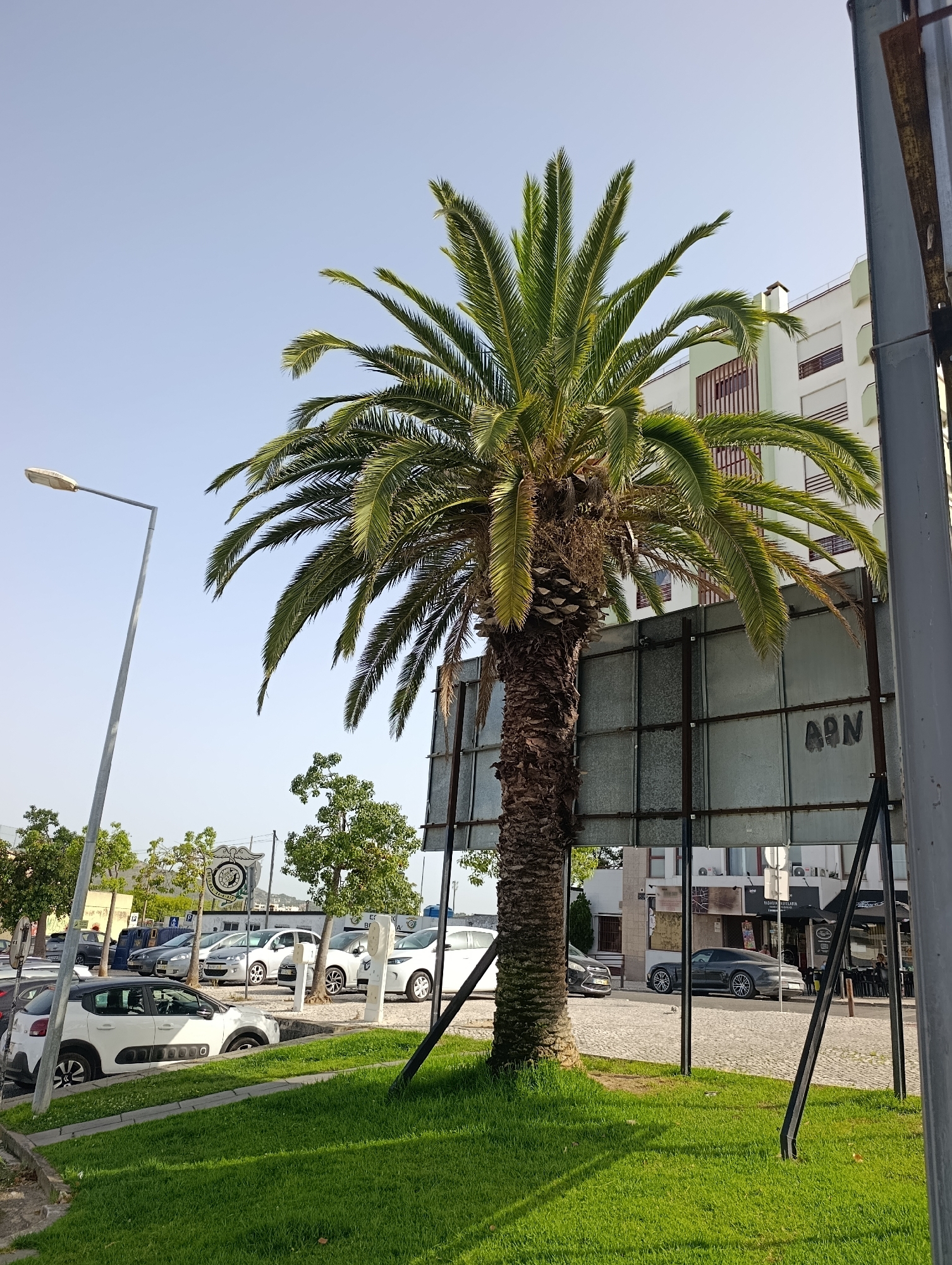 A tall palm tree stands in the foreground, its fronds spread wide. Behind it, a metal structure supports a large, weathered billboard with the letters "APN" visible in dark spray paint. To the left, a street lamp on a metal pole illuminates a paved area where several cars are parked. These include a white Citroen C3, a silver Peugeot 3008, and a white Fiat 500. Beyond the parking lot, a light-colored building with green trim rises into the clear blue sky. To the right of the billboard, a dark grey sports car is parked on a cobblestone street, with a cafe or restaurant visible across the street. The scene appears to be a sunny day in a public area of Setúbal, Portugal.