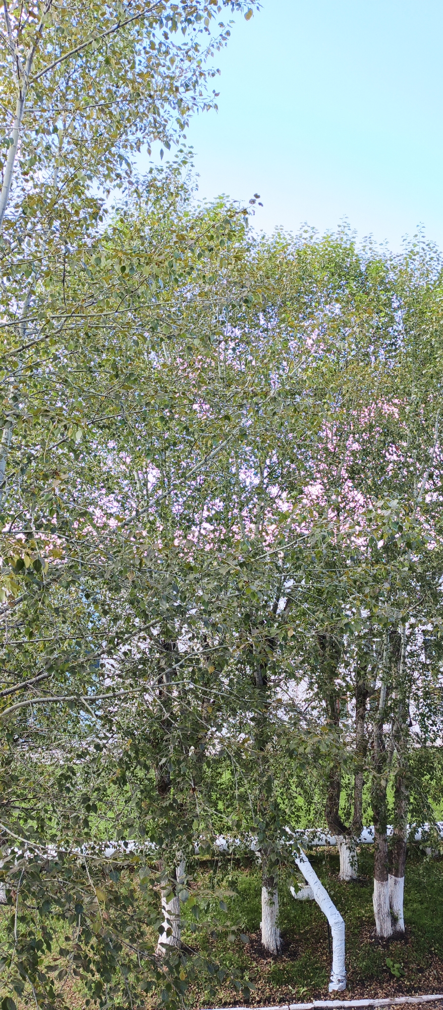 A vertical, medium shot captures a cluster of birch trees with their distinctive white, peeling bark, some painted with white at their bases, in Solnechny, Russia. The trees are dense with green foliage, filtering sunlight and creating a dappled effect on the pinkish-purple background sky. The ground beneath the trees is covered with fallen leaves and patches of green grass, with a white pipe running horizontally through the scene, supported by the trees and also painted white at some points. The overall impression is of a natural, slightly overgrown urban landscape.