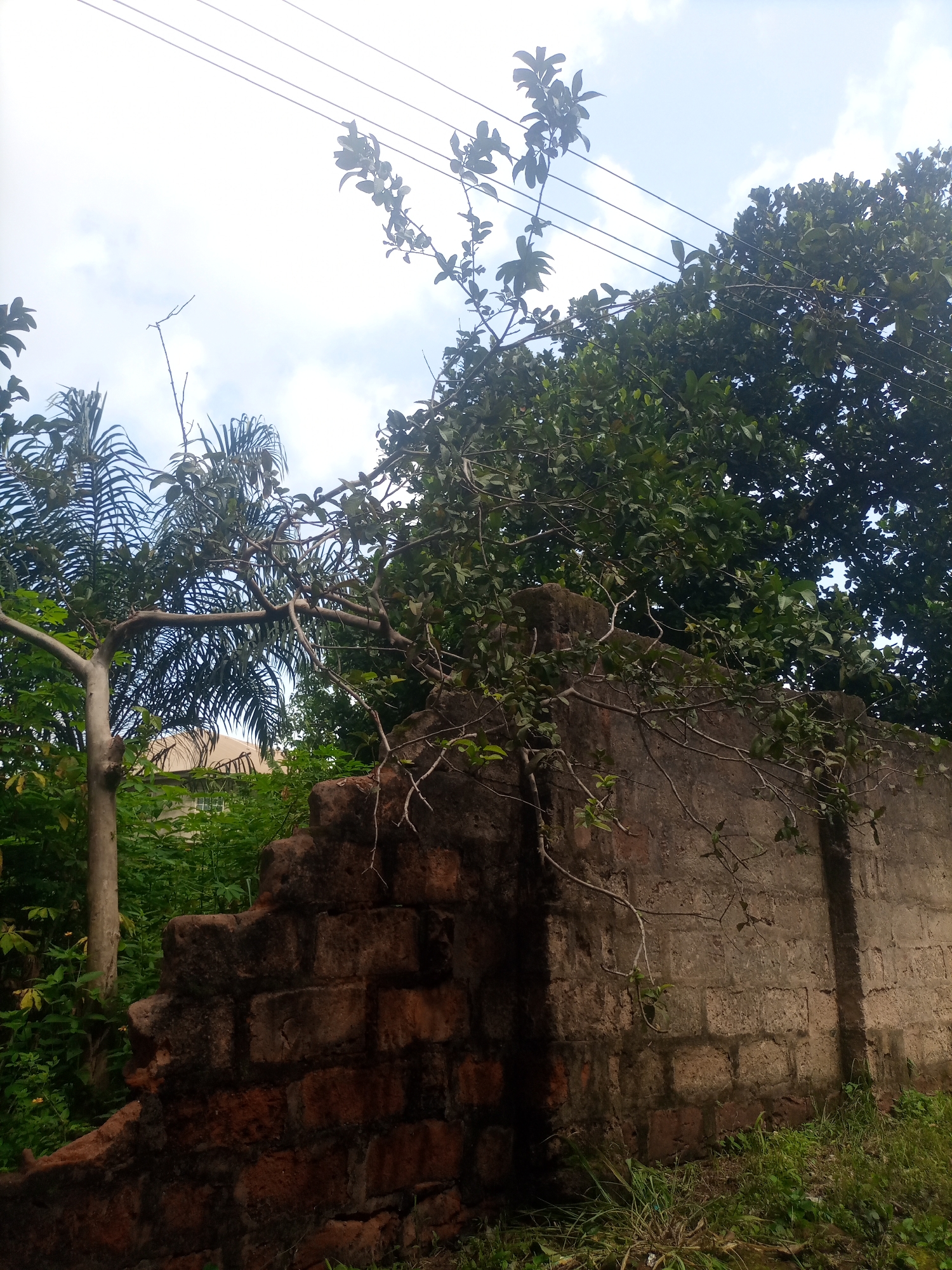 The image shows an outdoor scene with a partially collapsed brick wall in the foreground. The wall is made of reddish-brown bricks and concrete blocks, with visible signs of decay and weathering. To the left of the wall, lush green vegetation and a palm tree are visible. Behind the wall, a building with a light-colored roof can be seen through the foliage. The background consists of a sky with scattered clouds and overhead power lines. The overall environment suggests a residential or semi-urban area in Nkpor, Nigeria, possibly a backyard or an undeveloped plot of land. There are no people or animals depicted in the image. The lighting suggests it is daytime, with natural sunlight filtering through the trees and illuminating the scene.