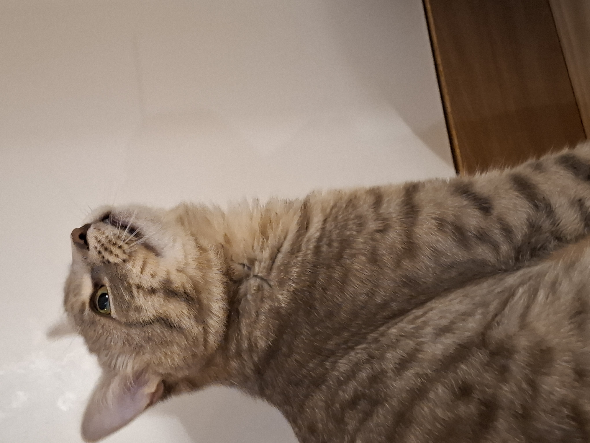 The image shows a close-up of a tabby cat's head and upper body, looking upwards. The cat has light brown and grey stripes, with green eyes. The background is a plain, light-colored wall and a wooden baseboard. There is no indication of the location being Zemun Urban Municipality, Serbia, or any specific city. The image is a still photograph with no discernible action or interaction.