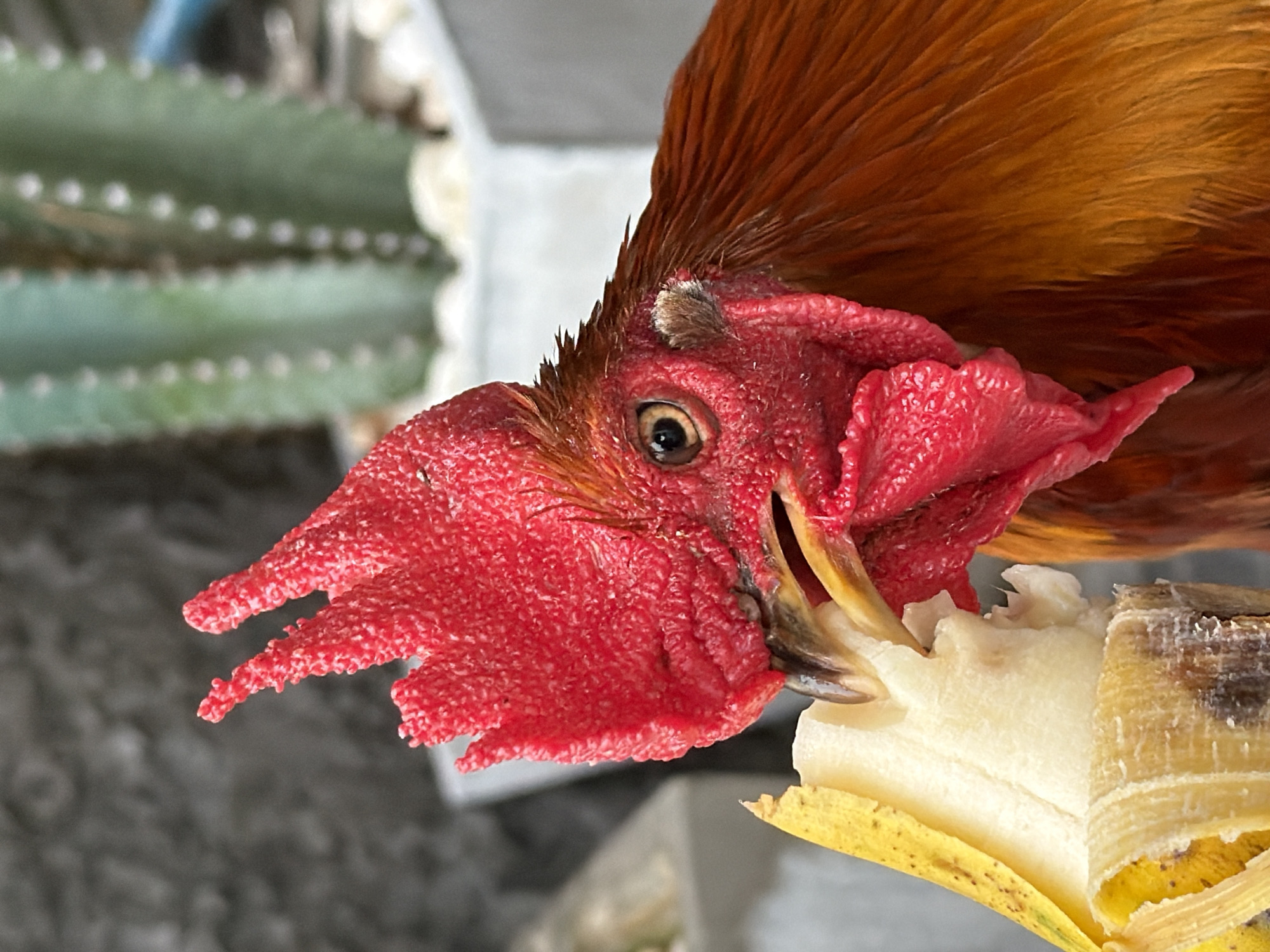 A close-up shot shows a rooster eating a piece of banana. The rooster has a bright red comb and wattles, and its feathers are a mix of brown and orange. The banana is yellow and appears to be partially peeled. In the background, there are two potted cacti and a rough, grey wall. The image appears to have been taken outdoors, possibly in a garden or courtyard in Ko Samui District, Thailand. The lighting is natural and highlights the textures of the rooster's feathers and comb.