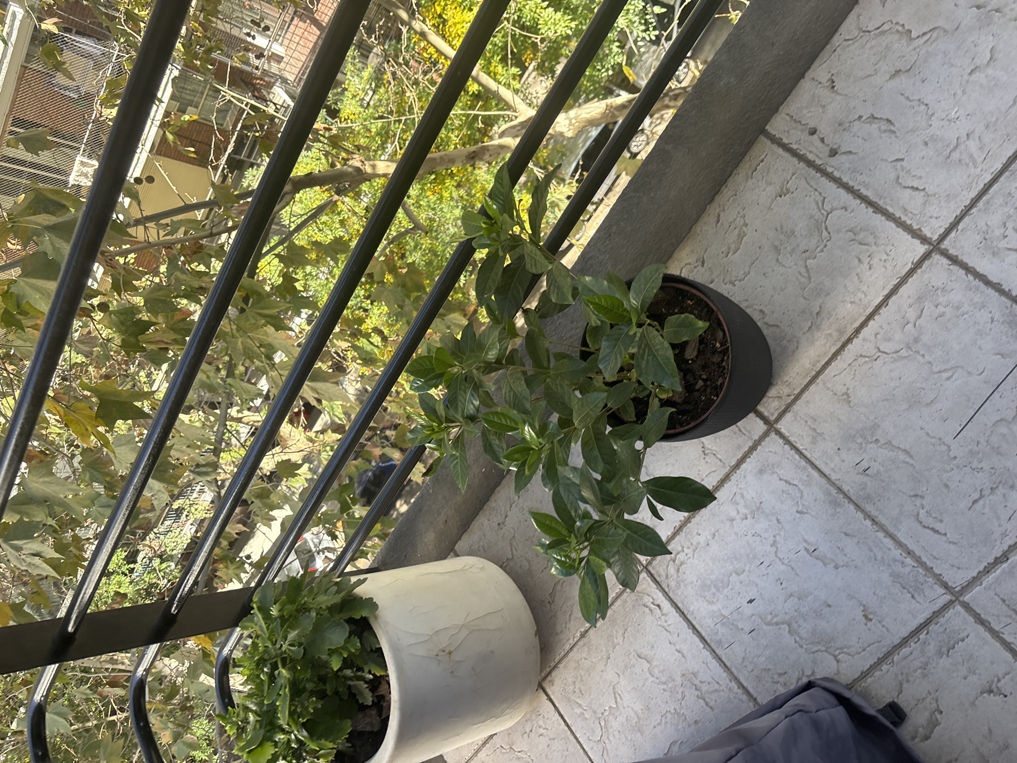 The image shows a balcony setting, possibly in an urban environment. A dark iron railing is visible in the foreground, with trees and buildings seen through the bars. Two potted plants are placed on the tiled floor of the balcony. One is in a white, cracked pot and appears to have leafy green foliage. The other is in a dark grey pot and also has green leaves. The floor tiles are light grey with a textured surface. A piece of dark grey fabric is visible at the bottom of the frame, possibly part of clothing or a bag. The city and country of the location are not identifiable.