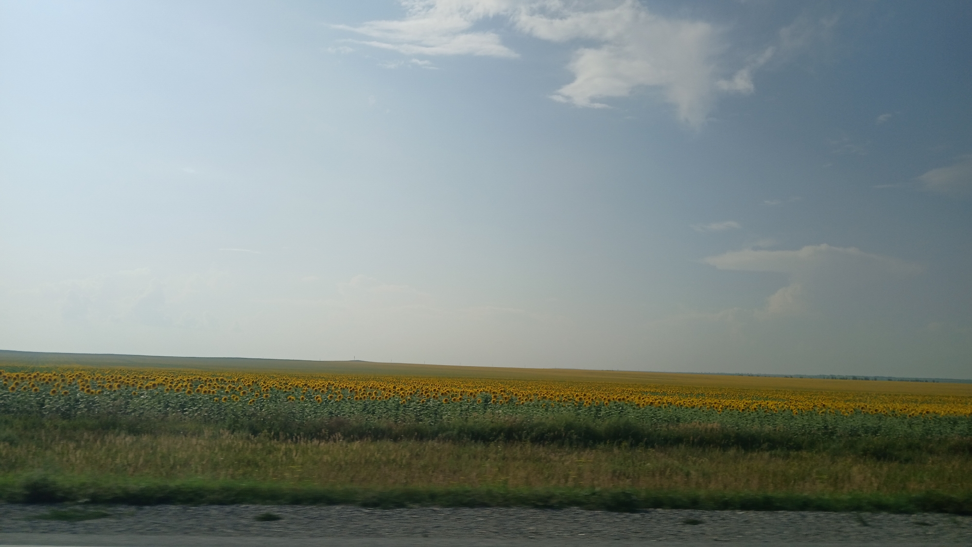 The image shows a vast field of sunflowers stretching towards the horizon under a pale blue sky with scattered clouds. The foreground features a strip of grass and a dark, textured surface that could be a road or pathway. The field of sunflowers is dense and appears to cover a significant area. The overall impression is one of a rural, agricultural landscape. The provided location information is the city of Kurya, Russia.