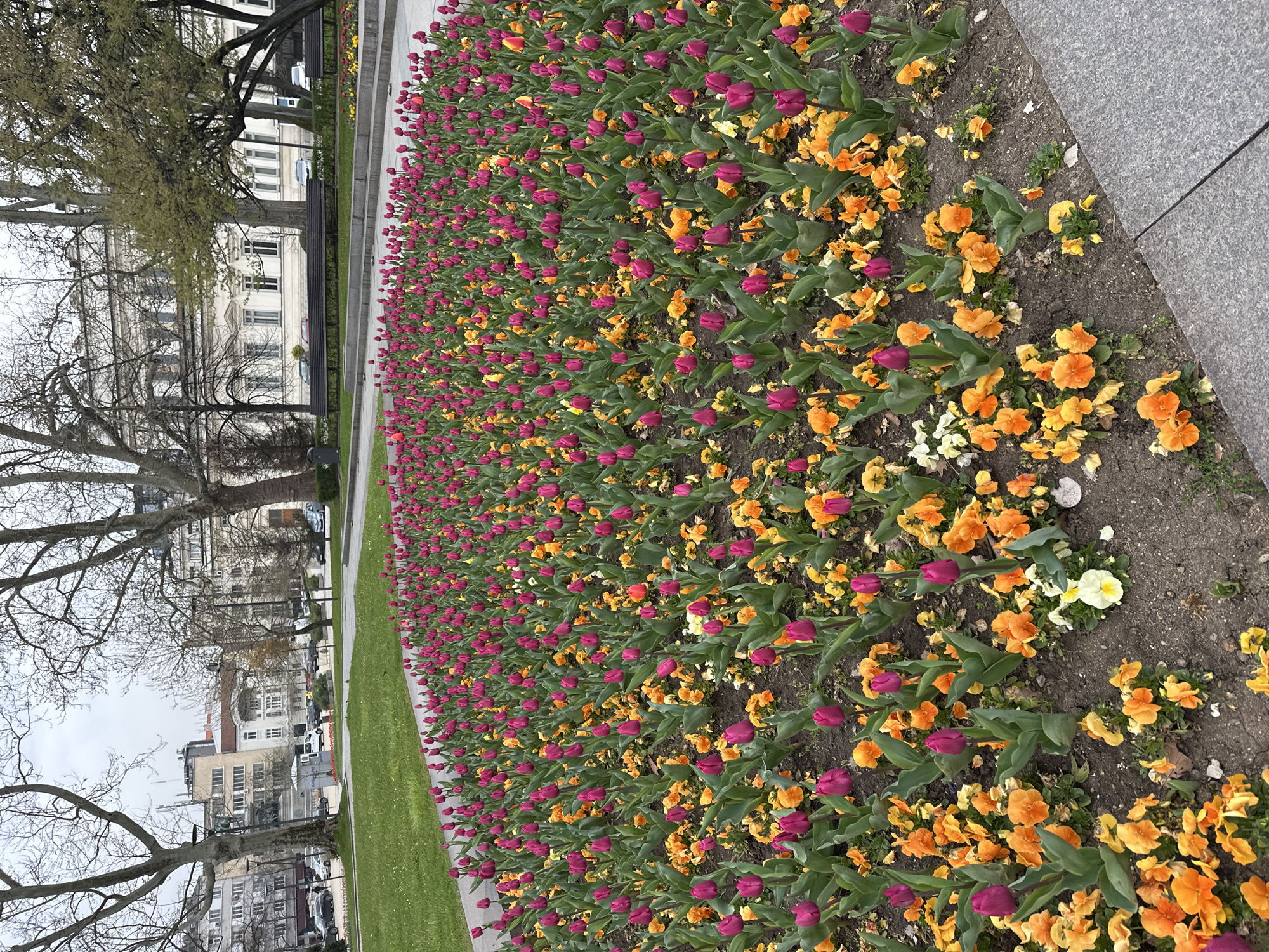 The image depicts a long flower bed filled with purple tulips and orange pansies, located in Sofia, Bulgaria. The flower bed is adjacent to a gray stone walkway on one side and a green lawn on the other. Beyond the lawn, there is a street with cars and buildings in the background. Bare trees are visible to the left of the flower bed. The sky appears overcast. No people are visible in the frame.