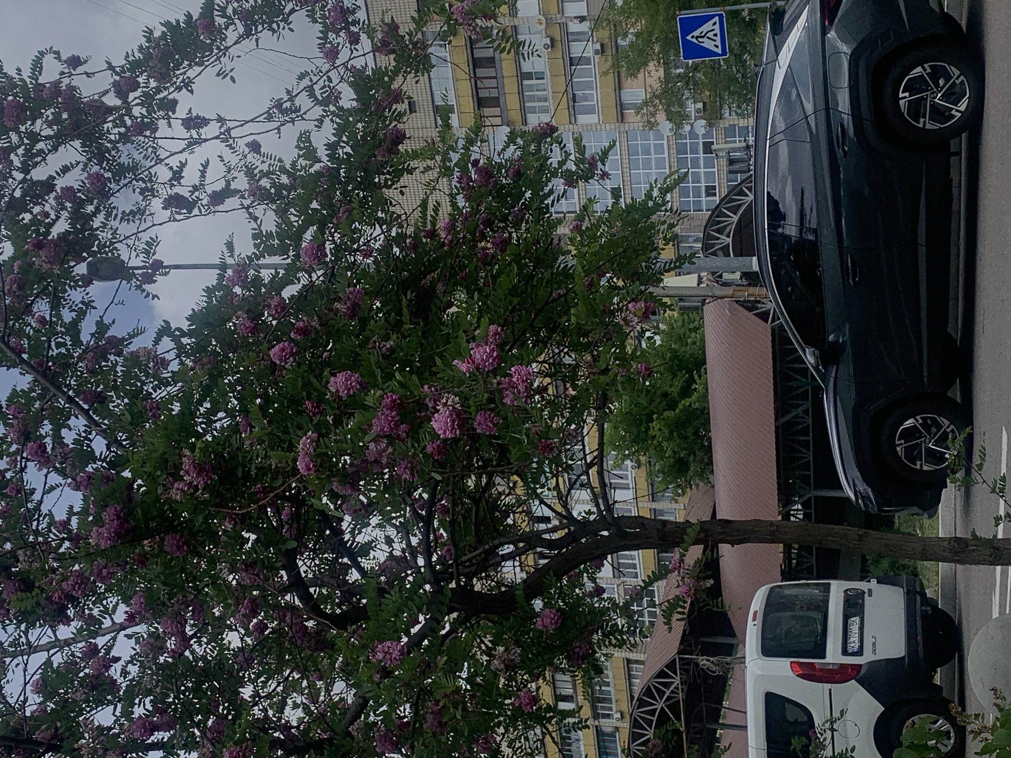 The image presents a street scene, likely in Kyiv, Ukraine, featuring a flowering tree with pink blossoms in the foreground. Behind the tree, a multi-story building with numerous windows is visible. A dark-colored car is parked on the right side of the frame, and a white van is parked further down the street. A blue pedestrian crossing sign is mounted on a pole above the parked cars. An awning structure is also visible in the background. The image appears to have been taken during the day, with overcast sky conditions.