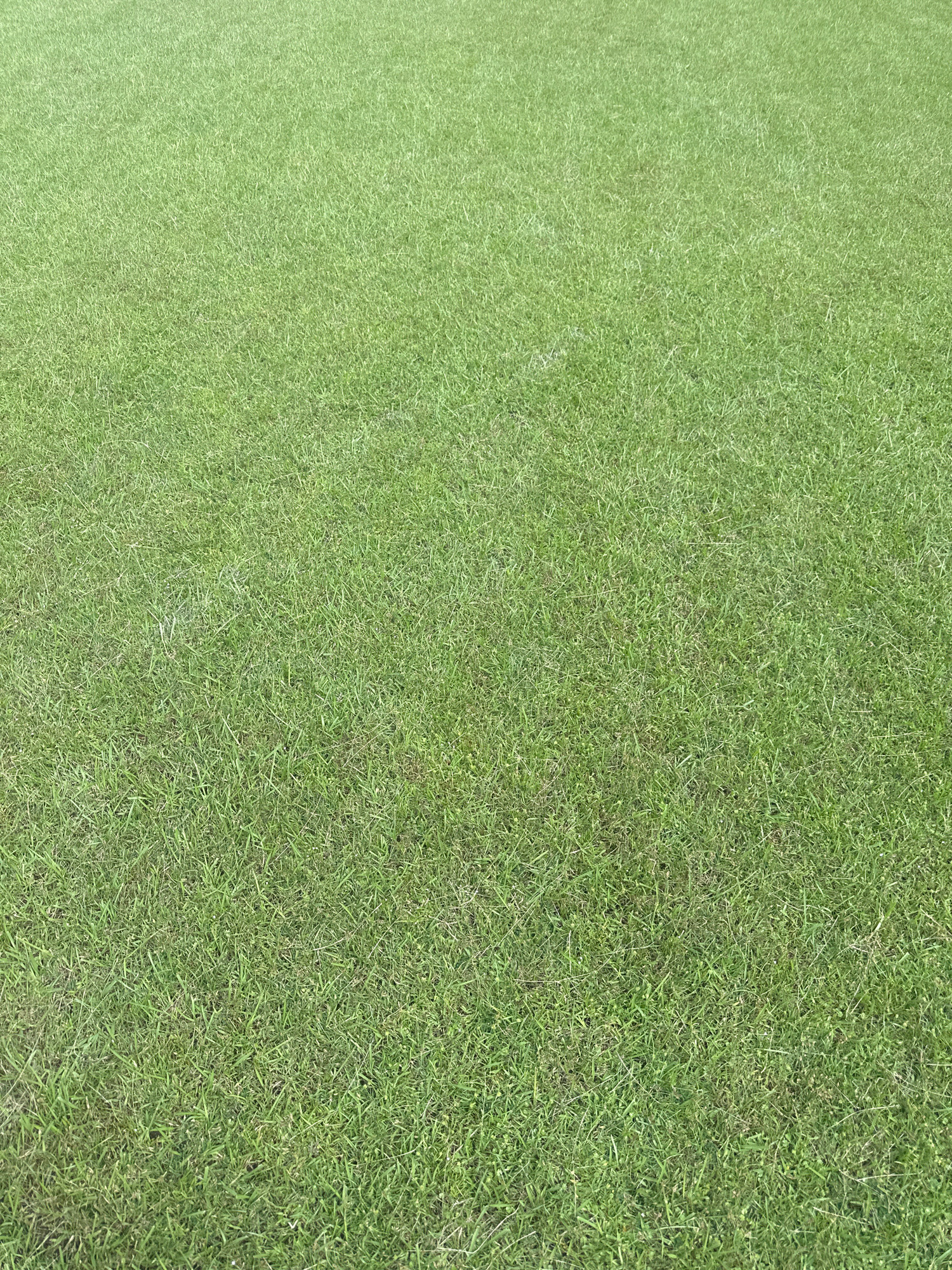 The image depicts a close-up, eye-level view of a well-maintained green grass lawn. The grass appears to be a uniform shade of green, with some blades showing slight variations in texture and length, suggesting it has been recently mowed. There are no discernible objects or living beings present within the frame of the image. The lighting suggests it is daytime, with soft illumination casting subtle shadows on the grass. The scene is static and appears to be an outdoor environment. Given the provided context, this scene is located in Gokarneshwar, Nepal.