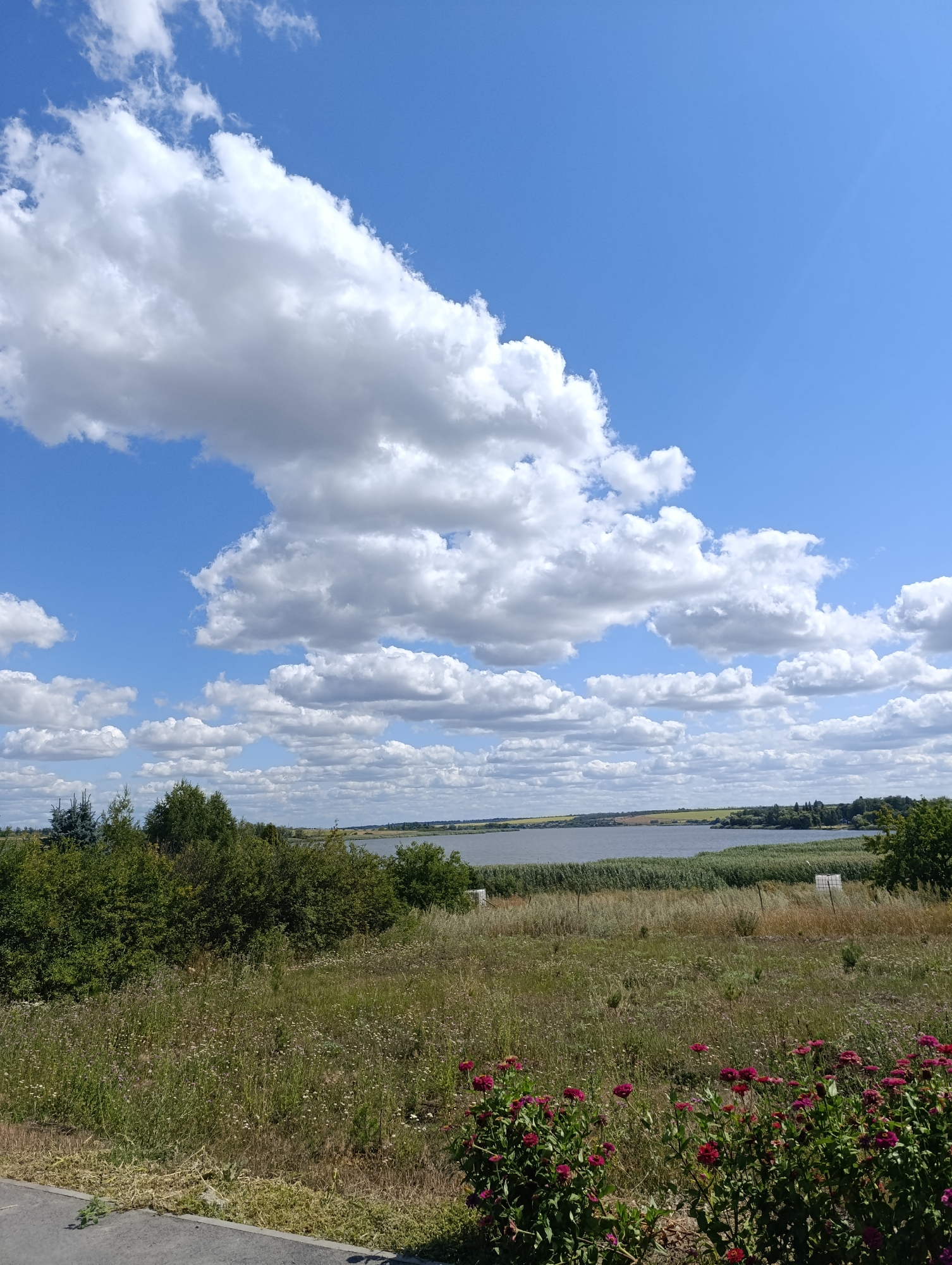 The image depicts a serene landscape with a vast blue sky filled with dramatic white cumulus clouds. In the foreground, a grassy field is dotted with small white wildflowers and a patch of vibrant pinkish-red zinnias. Beyond the field, a tranquil body of water, likely a lake or river, stretches across the horizon, bordered by a dense line of tall reeds and distant trees. The scene appears to be located in the city of Bulatselivka, Ukraine, suggesting a rural or semi-rural setting. The overall impression is one of natural beauty and tranquility, with the elements of sky, water, and vegetation harmoniously coexisting. There are no people or animals visible in the image.