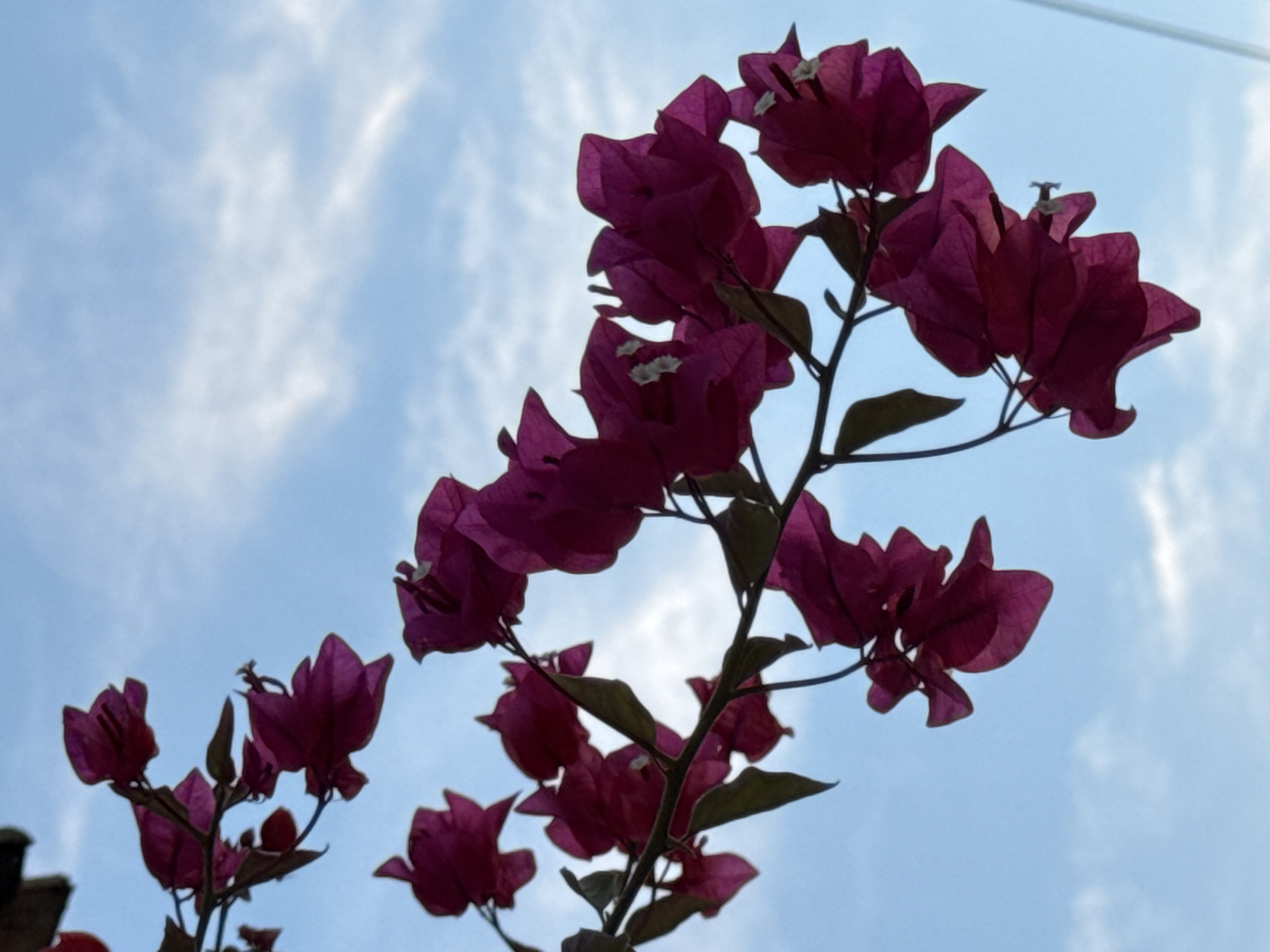 The image shows a close-up of a flowering bougainvillea branch against a bright blue sky with scattered white clouds. The flowers are a vibrant magenta color and have a delicate, papery texture. The branch is dark brown and sinuous, with several smaller stems extending from it, each bearing a cluster of flowers. The lighting suggests it is daytime, likely outdoors. There is no indication of a specific location within Torrevieja, Spain, as the image focuses solely on the plant and the sky. No people or actions are depicted.