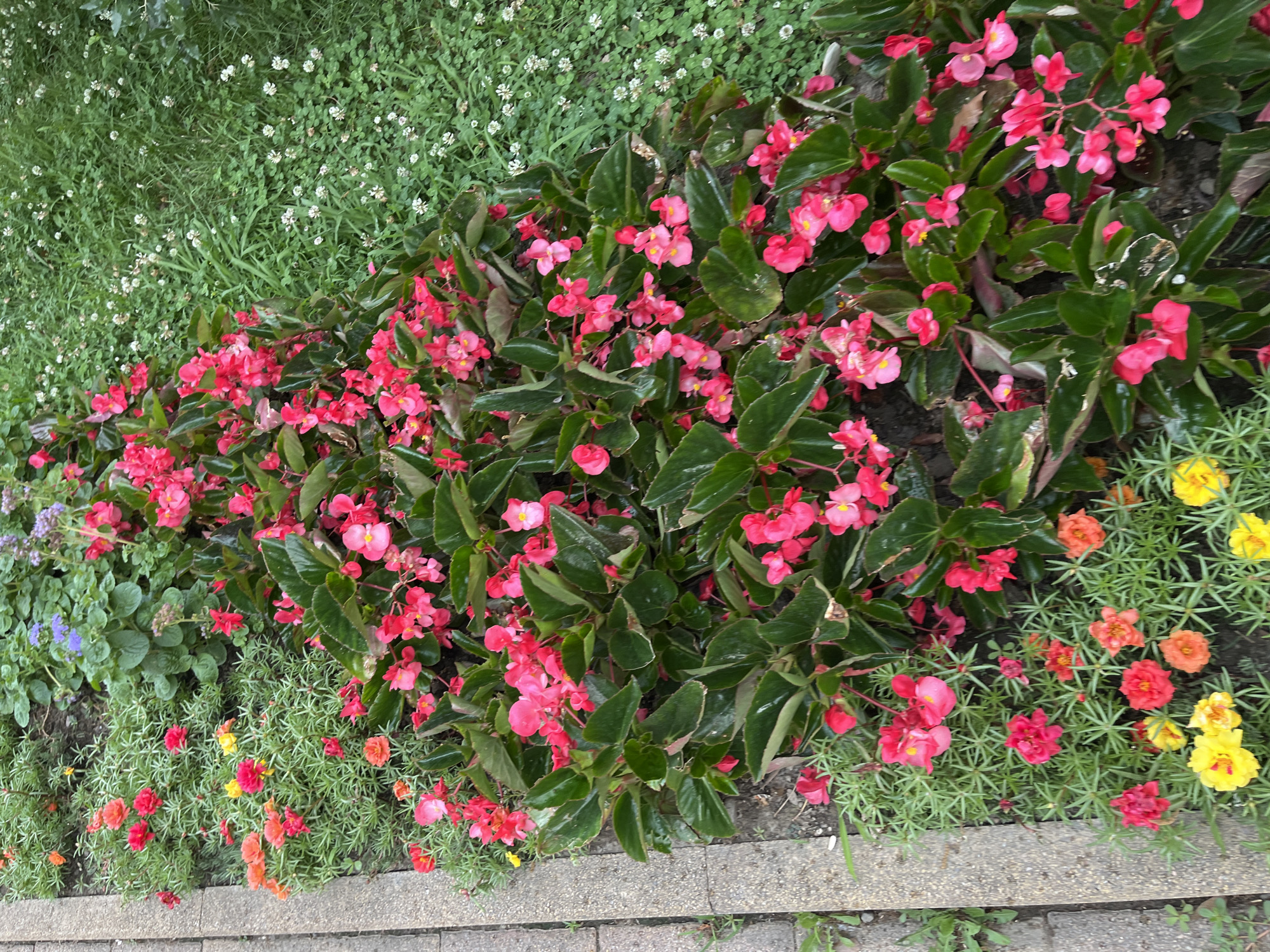 In Sochi, Russia, a flowerbed runs alongside a concrete pathway. The flowerbed is densely packed with a variety of flowers. Large clusters of vibrant pink begonias with dark green leaves dominate the center of the image. To the left of the begonias, smaller, low-growing plants are adorned with red, orange, and yellow flowers, possibly purslane. To the right of the begonias, a lush green lawn is dotted with small white clover flowers. The scene appears to be an outdoor public space, likely a park or garden. There are no people or animals visible in the image.