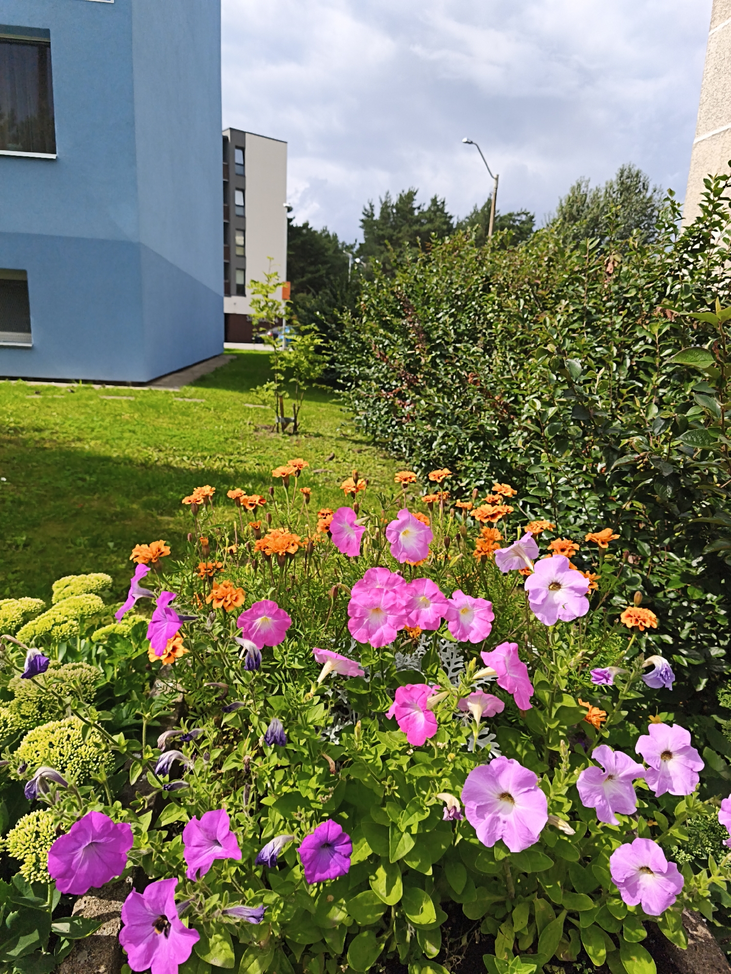 The image shows a vibrant flowerbed in front of two apartment buildings and a dense green hedge. The flowerbed is filled with a variety of colorful flowers, including bright pink petunias, orange marigolds, and some smaller yellow flowers. The buildings appear to be modern, with clean lines and light-colored facades. The blue building on the left has a distinctive geometric shape. The sky is partly cloudy, suggesting it is daytime. In the background, tall trees are visible, and a street lamp stands near the hedge. The overall scene depicts a well-maintained residential area with a focus on landscaping. This specific location is in the Lasnamäe district of Tallinn, Estonia, known for its Soviet-era apartment blocks that have been largely modernized and renovated in recent years, often featuring colorful facades and improved green spaces.