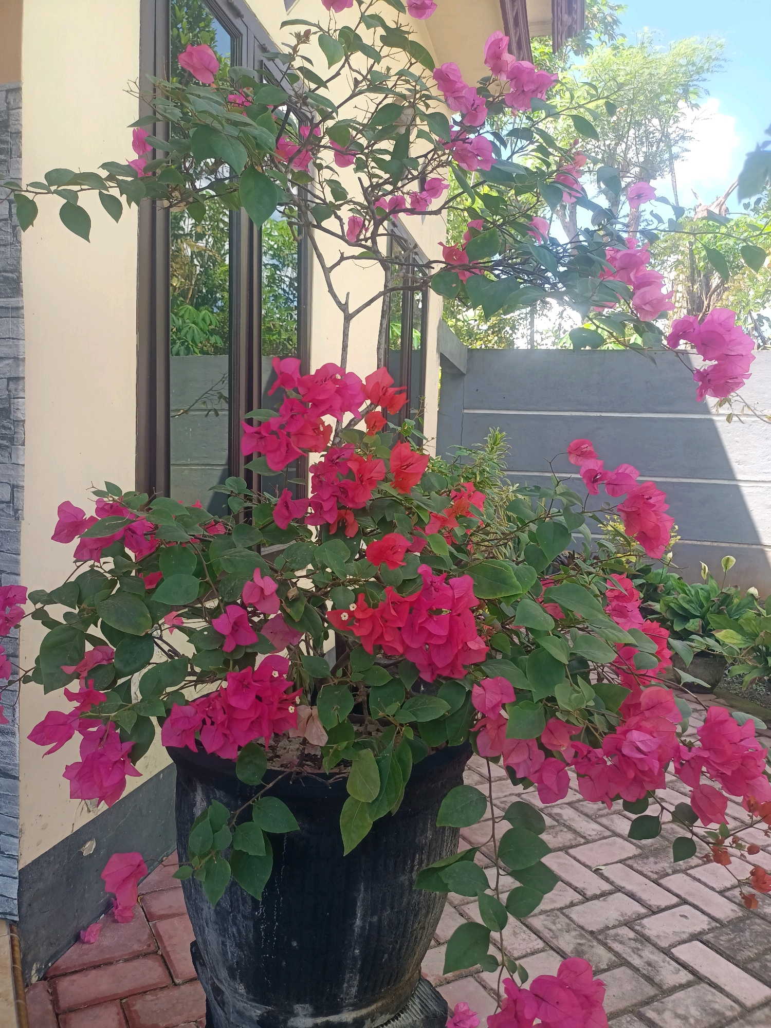 A potted bougainvillea plant with vibrant pink and red flowers is placed on a brick-paved walkway next to a building. The building has a cream-colored wall and a window with reflective glass that shows greenery and the sky. A grey concrete fence is visible in the background, and other potted plants can be seen in the distance. The scene is lit by natural daylight, suggesting it is outdoors. The location is identified as Trenggalek, Indonesia. There are no people or animals visible in the image.