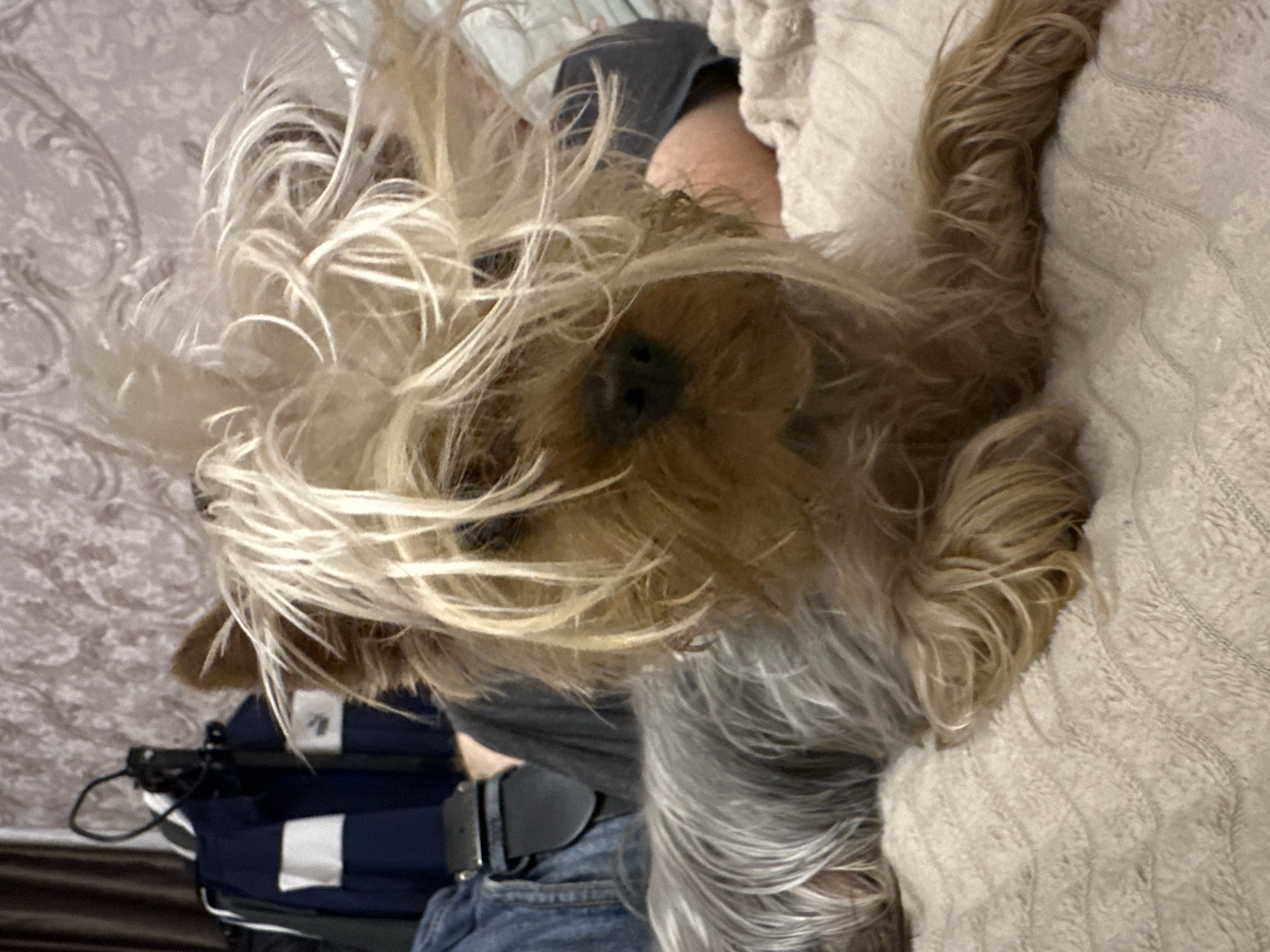 A Yorkshire Terrier dog with long, blonde hair obscuring its face lies on a beige, textured blanket. The dog is positioned in the foreground, facing the camera, with its body extended to the left. In the background, a person wearing blue jeans and a dark t-shirt is partially visible. The person is lying down on the same blanket. Behind the person, a dark blue jacket with white stripes is draped over what appears to be a closet or dresser. A black microphone stand is also visible behind the jacket. The wall in the background has a patterned wallpaper. The scene appears to be indoors, likely in a bedroom. The location is identified as Verkhniy Yurt, Russia.