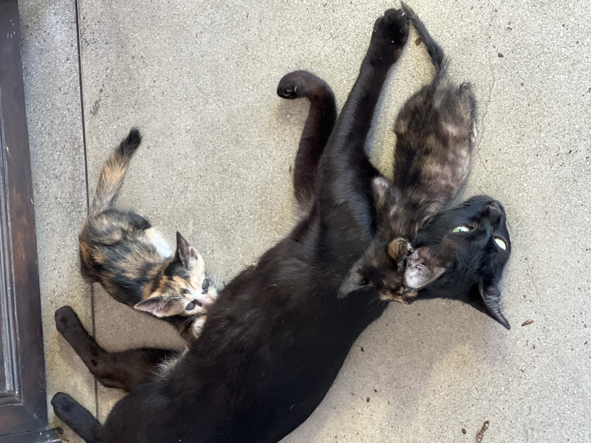 Location: Baan Hua Thanon, Thailand.
Scene: A black cat lies on a concrete surface with two kittens. One kitten, with calico markings, is near the cat's midsection. Another, with a tortoiseshell pattern, is near the cat's head. The black cat is looking up with its green eyes visible.