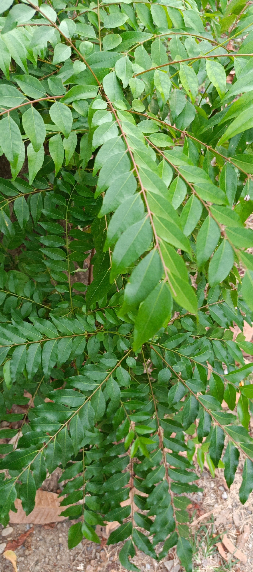 The image shows a close-up view of curry leaves growing on a branch. The leaves are vibrant green and compound, with multiple small leaflets arranged along a central stem. The background consists of blurred ground cover, with some dry leaves and soil visible. There are no people or specific landmarks visible that would indicate a location within Pashiebeutong, Indonesia. The scene is a natural one, focusing on the foliage of the curry plant.