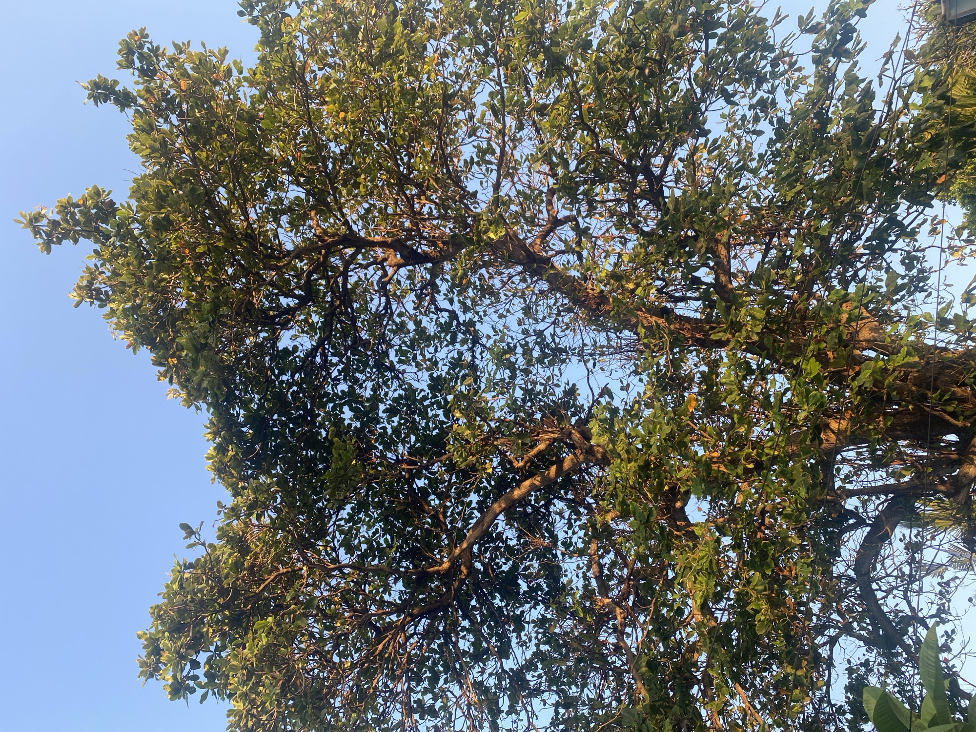 A low-angle shot shows the canopy of a large, mature tree with lush green leaves and a clear blue sky above. The tree's thick, gnarled branches are visible, with sunlight filtering through the leaves, casting dappled shadows. In the lower left and right corners, glimpses of other foliage and possibly man-made structures can be seen, suggesting an outdoor, possibly urban, environment. The image captures a serene moment with the focus on the natural beauty of the tree against the expansive sky. The scene is consistent with a park, garden, or residential area in Denpasar, Indonesia, where such large trees are common.