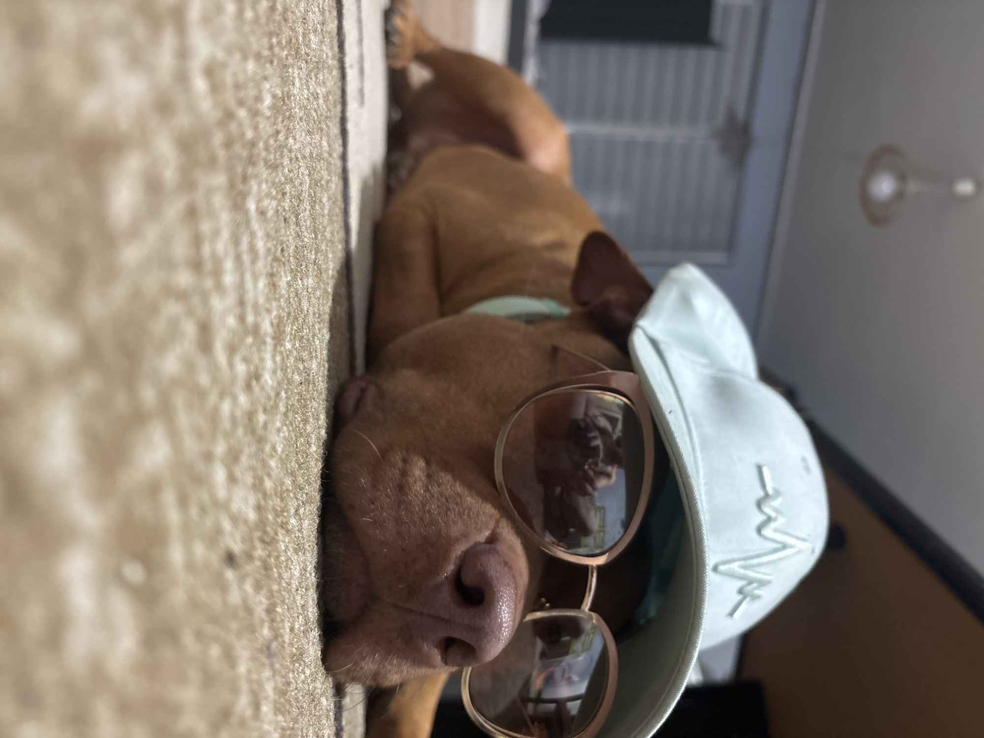 A tan-colored dog wearing sunglasses and a light blue baseball cap lies on a carpeted floor. The dog's head is near the edge of the carpet, and its body extends towards the upper part of the frame. The sunglasses have a bronze frame and reflect the surroundings. The baseball cap has a white design on the side. In the background, there is a partial view of an interior space with a white lattice structure and a light fixture on the ceiling. The photo does not provide any details that would identify the specific location as Sofia, Bulgaria.