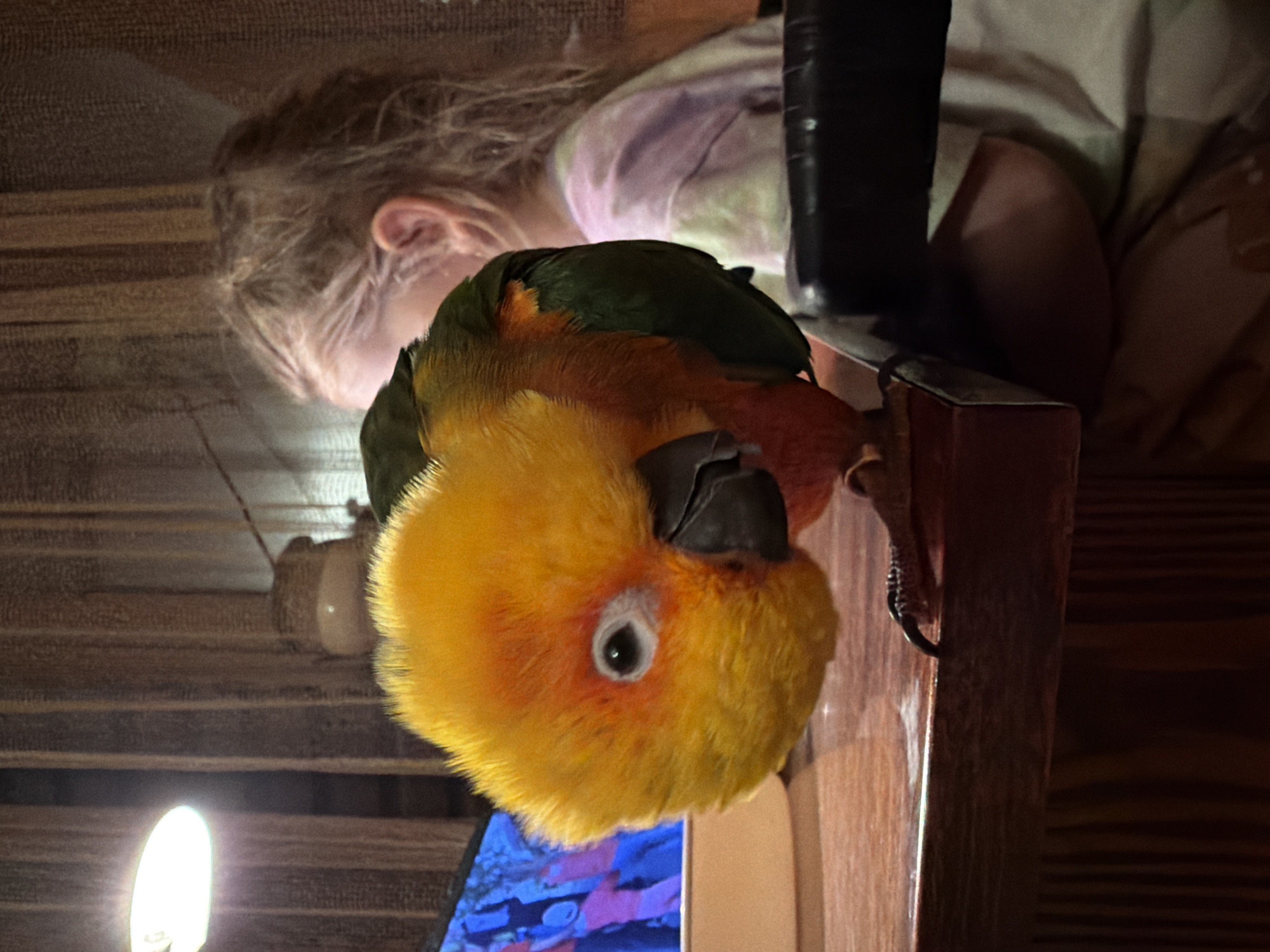 A close-up, portrait-oriented image shows a golden-capped conure, a small parrot, perched on a wooden surface. The bird has a bright yellow head, orange chest, green back, and a dark grey beak. To the left and slightly behind the bird, a fair-haired person is visible, lying down with their head turned away from the camera. The background includes what appears to be bedding or clothing. Below the bird, there is a glimpse of a screen displaying a colorful pattern, possibly an aquarium image. The location is unknown and there is nothing in the image to suggest the location is Khimki, Russia.