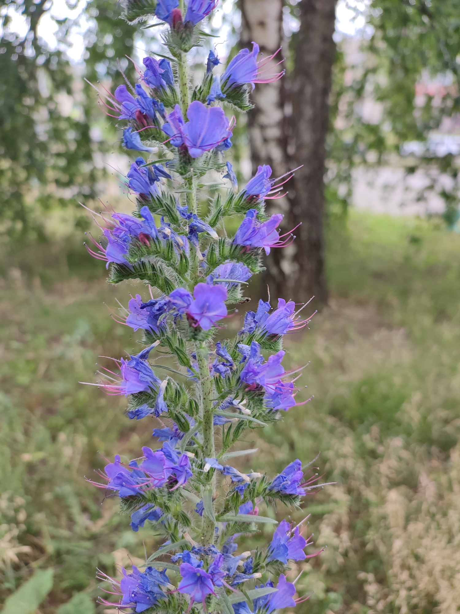 A vertical, close-up, eye-level shot captures a tall stalk of blue and purple viper's bugloss flowers in the foreground. The flowers are clustered densely along the stem, with individual blooms featuring five petals and prominent pink stamens. The stem and calyxes are covered in fine, white hairs, giving them a fuzzy appearance. Behind the flowers, the background is softly blurred, showing a birch tree with a textured, greyish-brown trunk on the right and out-of-focus green foliage and some lighter-colored buildings or structures further back. The overall setting appears to be an outdoor, natural environment within a park or green space. No people or animals are visible in the frame.
