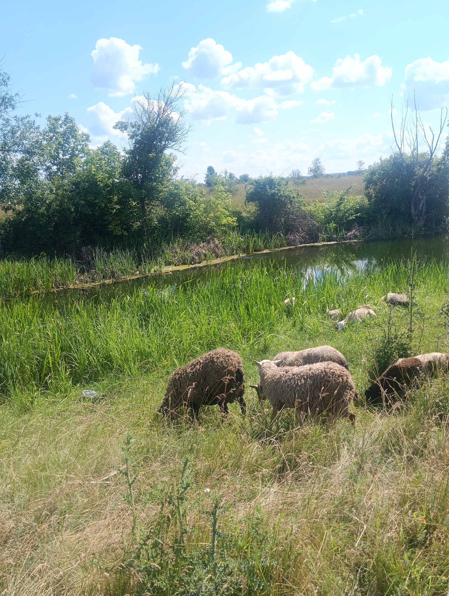 This media file depicts a pastoral scene on a sunny day. Several sheep are grazing in a grassy field near a narrow body of water, likely a canal or small river. The water is surrounded by tall, green reeds and rushes, with a dense line of trees and bushes forming the background. The sky is a vibrant blue, dotted with fluffy white clouds, indicating pleasant weather.
The sheep, of varying shades of brown and white, are the primary subjects. Some are actively grazing, with their heads lowered to the ground, while others appear to be resting or socializing. In the distance, near the water's edge, a few white birds, possibly ducks or geese, are visible. The overall impression is one of tranquility and natural beauty.
The time of day appears to be midday or early afternoon, given the bright sunlight casting shadows and illuminating the landscape. The location cues suggest a rural or semi-rural environment, characterized by abundant greenery and a watercourse. There is no visible text in the image. The scene evokes a sense of peace and the simple rhythms of nature.