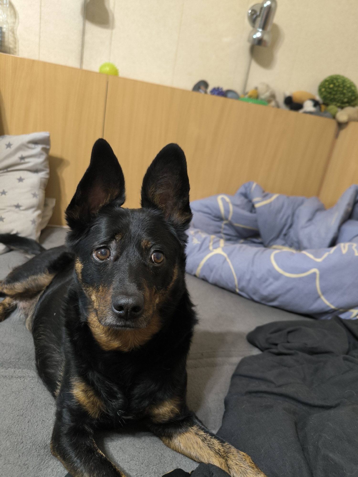 A black and tan dog with large ears is lying on a gray surface, possibly a bed or couch. The dog is looking directly at the camera with alert eyes. In the background, there are pillows, blankets, and a wooden headboard or shelf. On the shelf, several small, blurry objects are visible, including what appear to be stuffed toys and a bright green spherical object. A chrome faucet-like object is mounted on the wall above the shelf. The overall setting suggests an indoor residential environment.