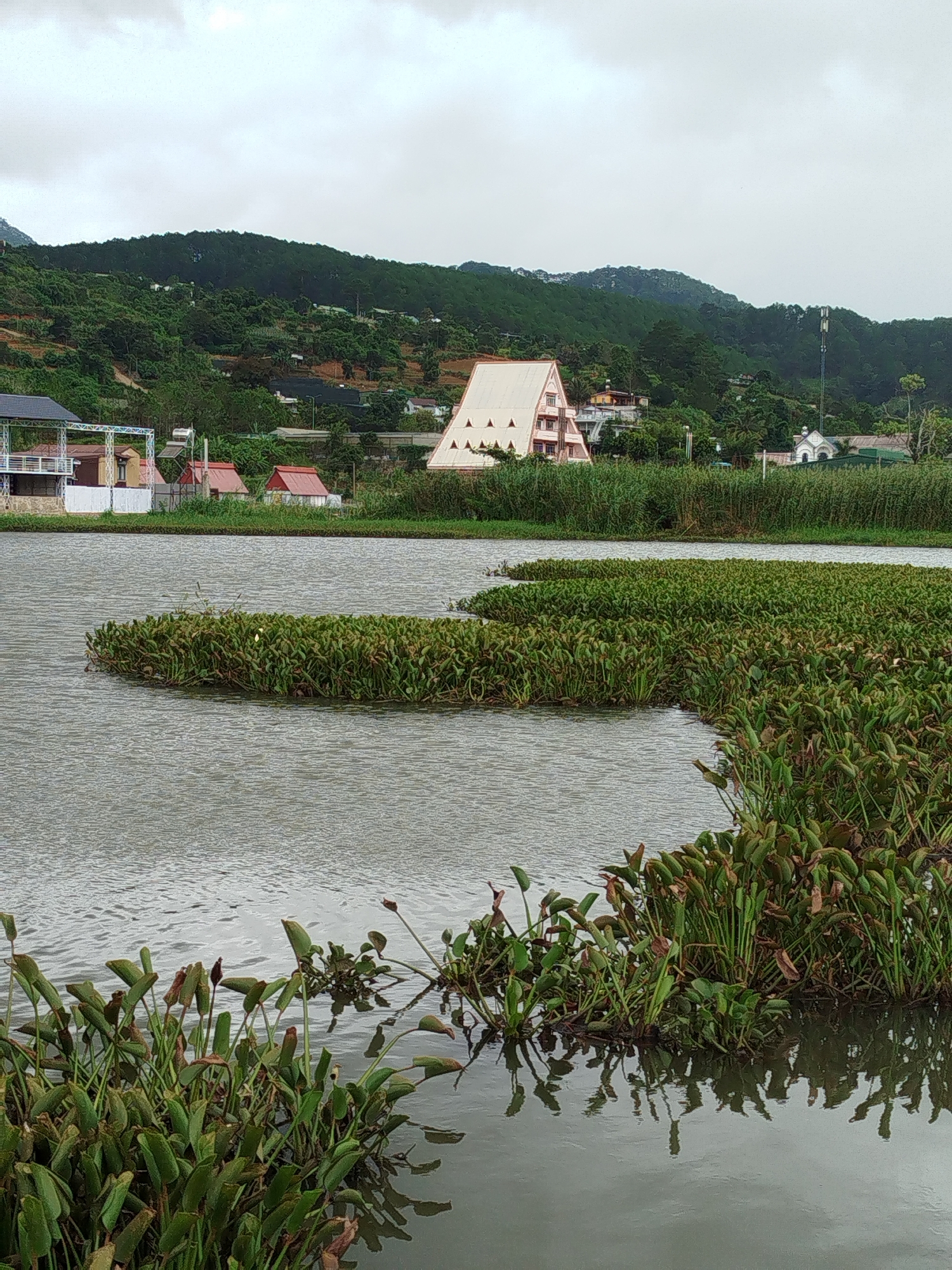 The image depicts a serene lake scene in K'Long, Vietnam. The foreground is dominated by lush green water hyacinths floating on the surface of the calm, grey water. These plants form dense clusters, creating a natural barrier within the lake. In the middle ground, a dense line of reeds separates the lake from the land. Beyond the reeds, several buildings are visible.
To the left, a multi-story structure with a white exterior and dark roof features balconies and white railings. Adjacent to it are smaller buildings with red roofs. In the center of the scene, a distinctive triangular-shaped building with a light-colored facade and rows of triangular windows stands out. To the right of this, a white church-like structure with a steeple is visible, followed by more green vegetation and trees. A tall cellular tower stands further in the background.
The background is characterized by rolling hills covered in dense green trees, with a hazy, overcast sky overhead. The overall impression is one of natural beauty and tranquility, with the man-made structures integrated into the landscape. There are no people or animals visible in the image.