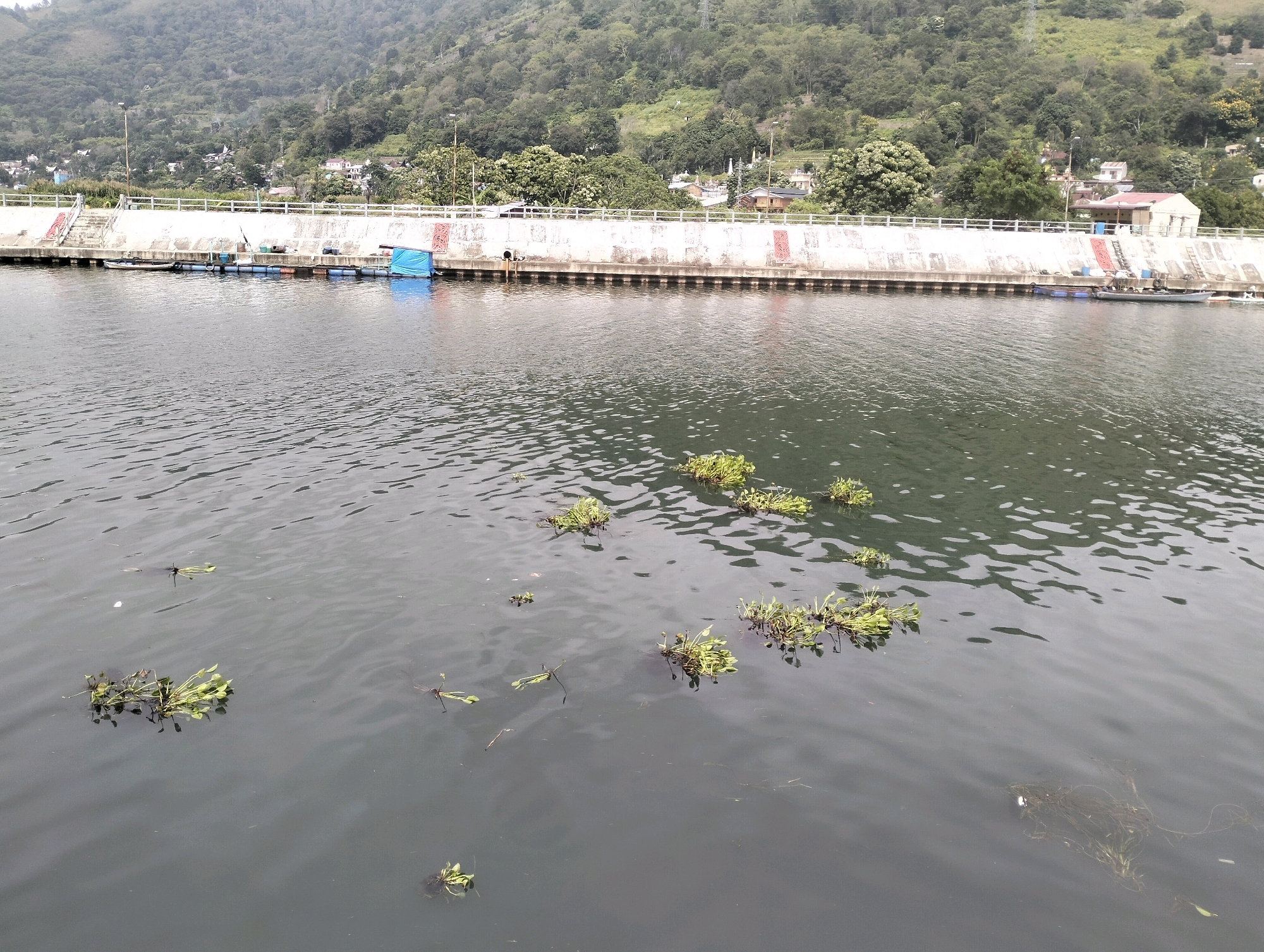 A wide shot captures a calm body of water in Pangururan, Indonesia, reflecting the overcast sky and a lush green hillside densely covered with trees. In the foreground, several clumps of green aquatic plants float on the surface of the dark water, with more visible in the distance. A concrete retaining wall runs along the edge of the water, with a white railing on top. Along the wall, there are several floating platforms, one with a blue tarp structure, and a small grey boat is tied to the platforms. The hillside behind the wall is dotted with buildings, some small houses and larger structures, interspersed with trees. The overall impression is of a peaceful, natural landscape with some human development along the waterfront.