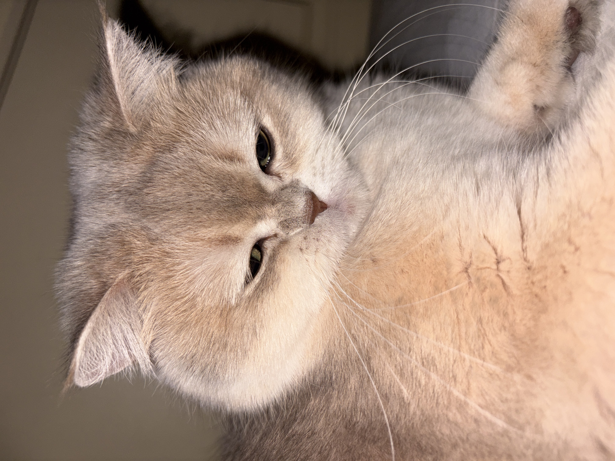 A close-up image shows a light brown and cream-colored cat lying on its side. The cat has short ears and green eyes. Long, white whiskers extend from its face. The background is out of focus and appears to be a plain, light color. The location is not discernible from the image.
