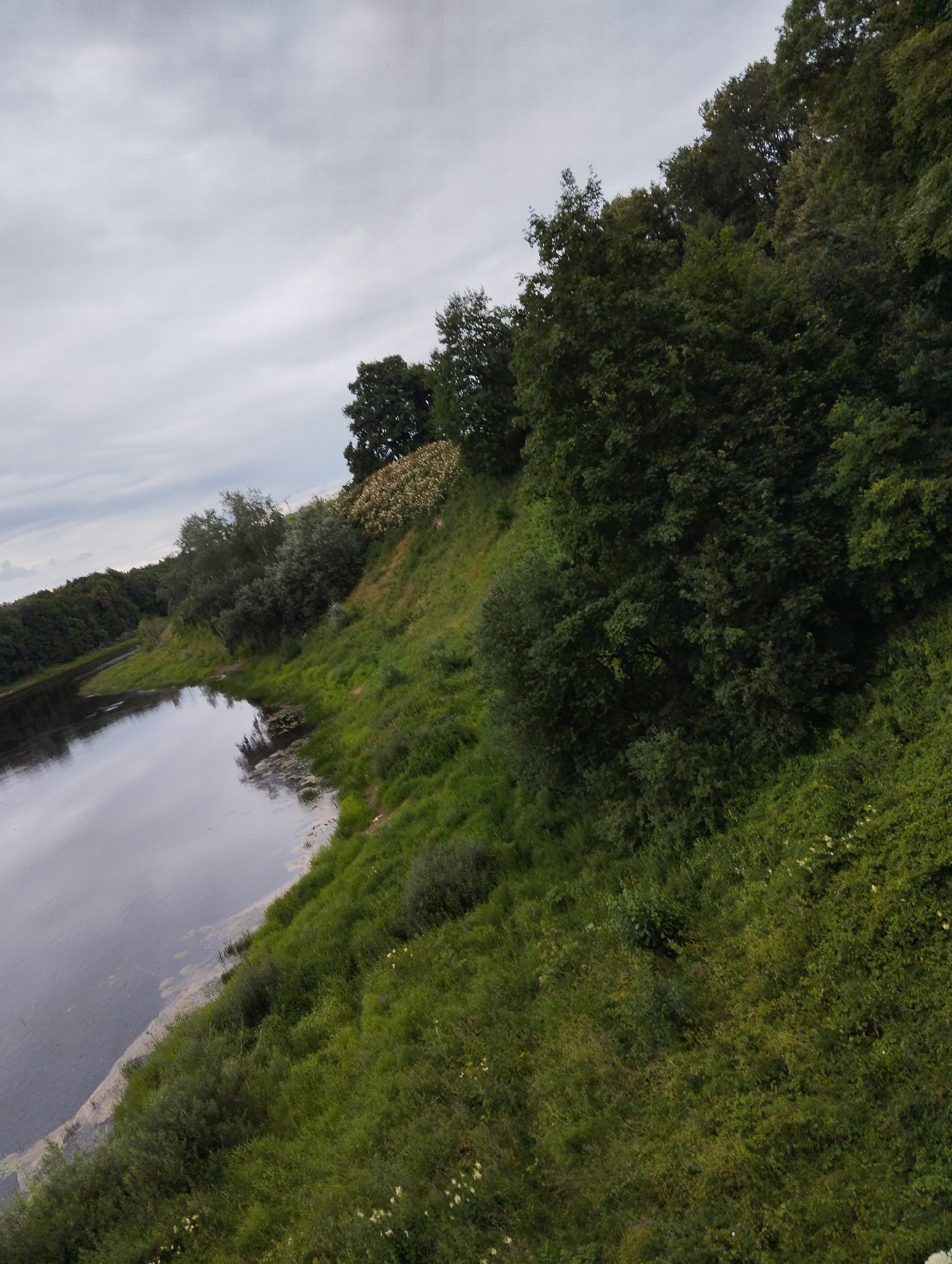 The image depicts a natural scene with a riverbank and trees, likely in Kingisepp, Russia. The river, on the left side of the image, appears dark and reflects the overcast sky. The riverbank is covered in lush green grass and various types of trees and bushes. Some of the trees are dense and tall, forming a thick canopy, while others are smaller and appear to be flowering shrubs with light-colored blossoms. The terrain slopes upwards from the river, creating a natural embankment. The sky is cloudy and gray, suggesting a possibly overcast day. The overall impression is one of a serene, natural landscape.