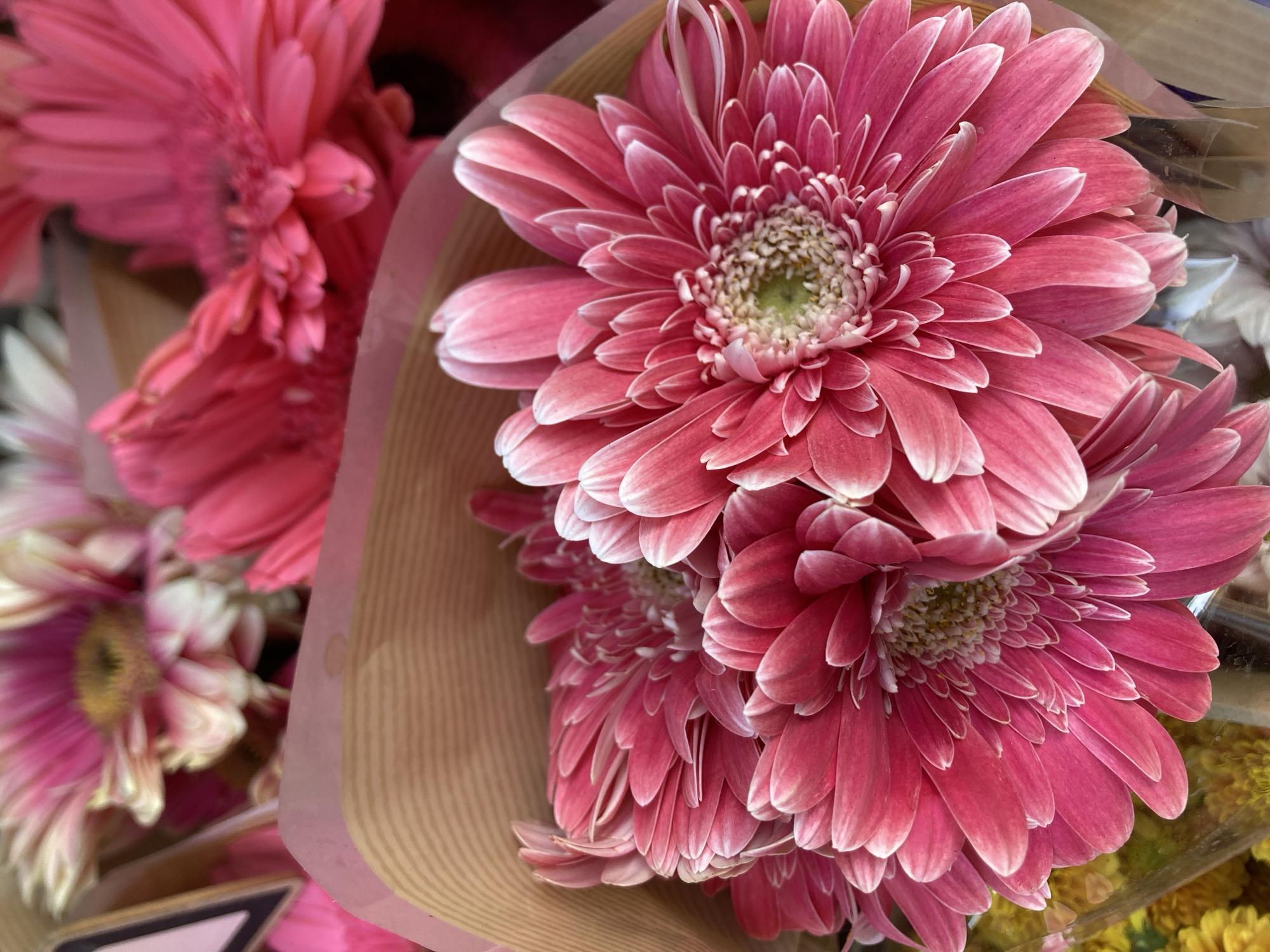 The image is a close-up, slightly overhead shot of a bouquet of pink gerbera daisies. The flowers are vibrant and in focus, with intricate details of their petals and centers clearly visible. The bouquet is partially wrapped in brown paper, which is textured and creates a warm background. Some of the petals have delicate white tips, adding a subtle contrast to the dominant pink hue. To the right and slightly out of focus, there are hints of other flowers, possibly yellow ones, contained within clear plastic packaging. The overall impression is of a fresh, beautiful floral arrangement. There is no visible text in the image. The lighting suggests it might be daytime, possibly indoors or under diffused natural light, as there are no harsh shadows. The setting appears to be a florist shop or a market stall, given the presentation of the flowers. No people are visible. The image evokes a sense of natural beauty and perhaps the anticipation of gifting or receiving flowers.