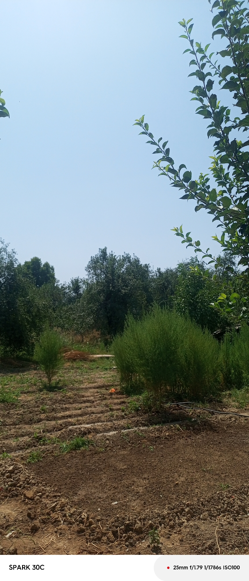 The image depicts an outdoor scene with a clear blue sky overhead and lush green trees in the background. In the foreground, there is cultivated land with rows of tilled soil. Two prominent bushy green plants are visible, one on the left and a larger one on the right, with a smaller plant situated between them. The ground is covered with dirt and some sparse vegetation. The overall impression is of a rural or agricultural setting.