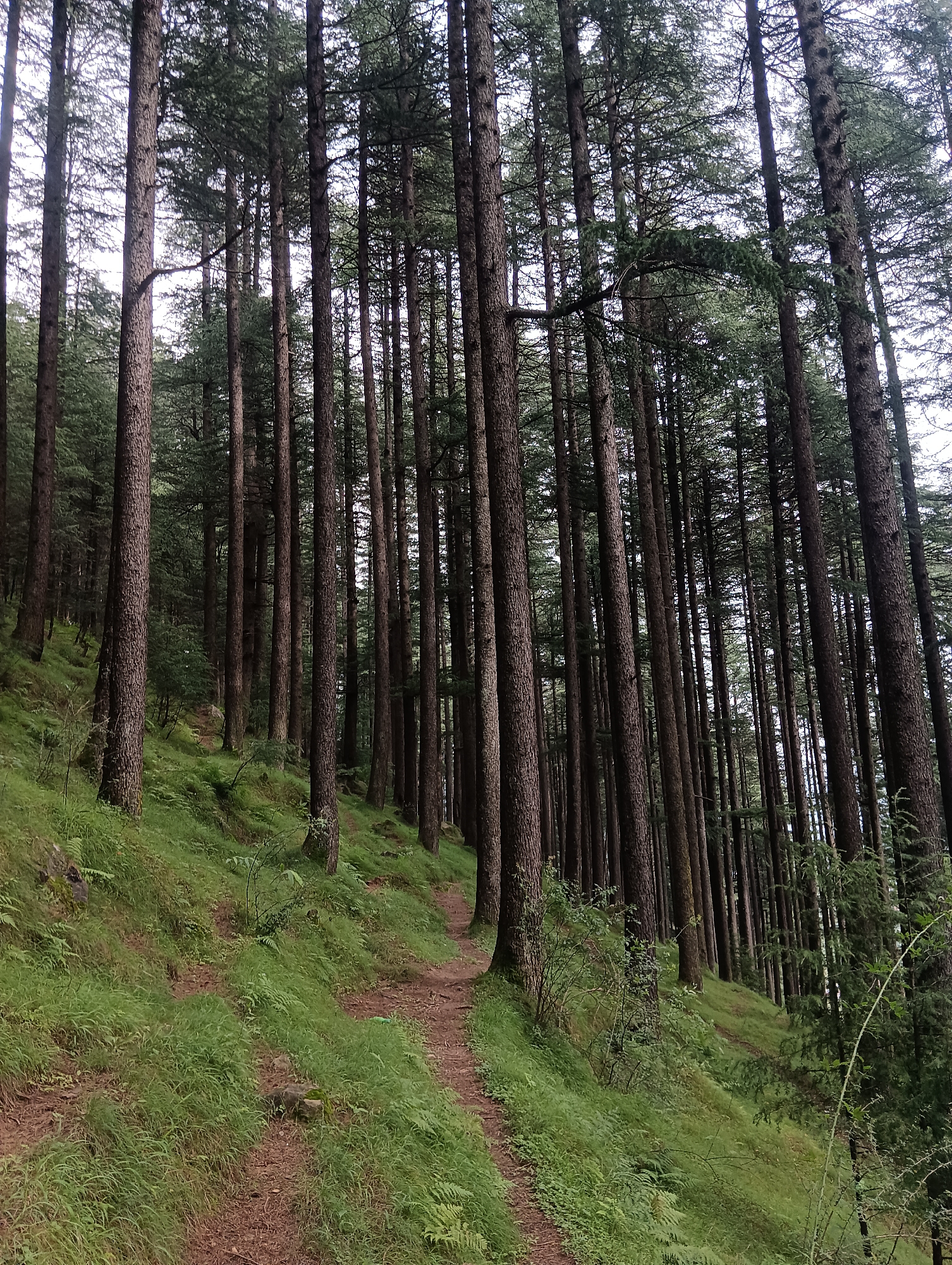 The image depicts a dense forest with tall, straight coniferous trees. A narrow, dirt path winds its way up a grassy, sloping hillside covered in lush green grass and ferns. The trees, predominantly dark brown with textured bark, are closely packed, creating a canopy that filters the daylight. The environment suggests a natural, undeveloped area, possibly a hiking trail within a forested region. The location is identified as Chhyal, India.