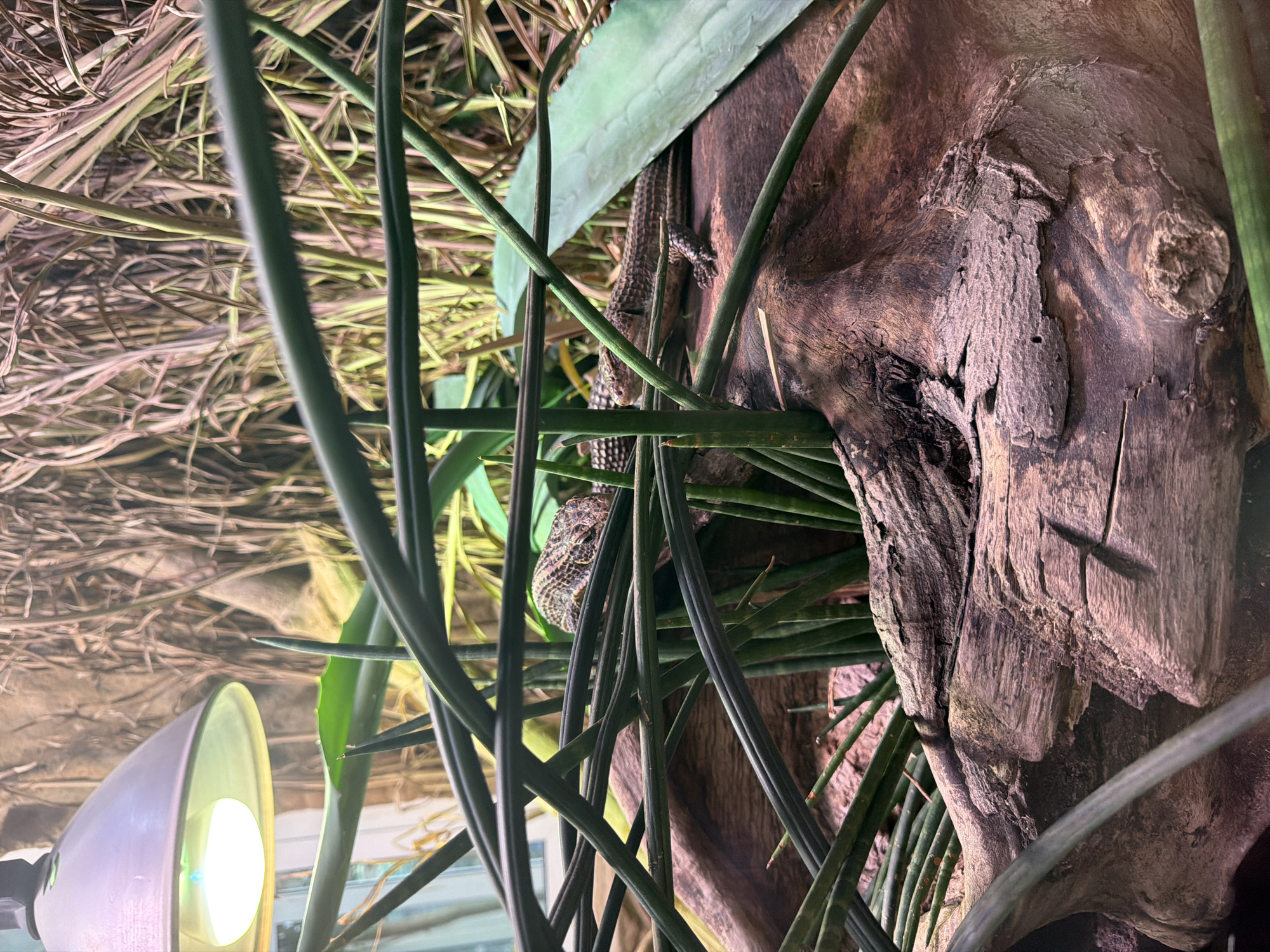 The image shows a close-up of a lizard on a piece of driftwood, surrounded by lush green foliage and dried grasses. The lizard, with its patterned scales and dark eyes, is perched on the textured bark of the driftwood, partially obscured by the leaves. The driftwood itself is rough and weathered, with visible cracks and crevices. In the background, dried grasses create a dense, layered texture. A bright, artificial light source, likely a heat lamp, is visible in the lower left corner, casting a warm glow on the scene. The overall setting appears to be a terrarium or a similar controlled environment for reptiles, suggesting an indoor location. The lighting and the presence of the lamp indicate that this is likely an observation or habitat setup. There are no people visible in the image, nor any text.
