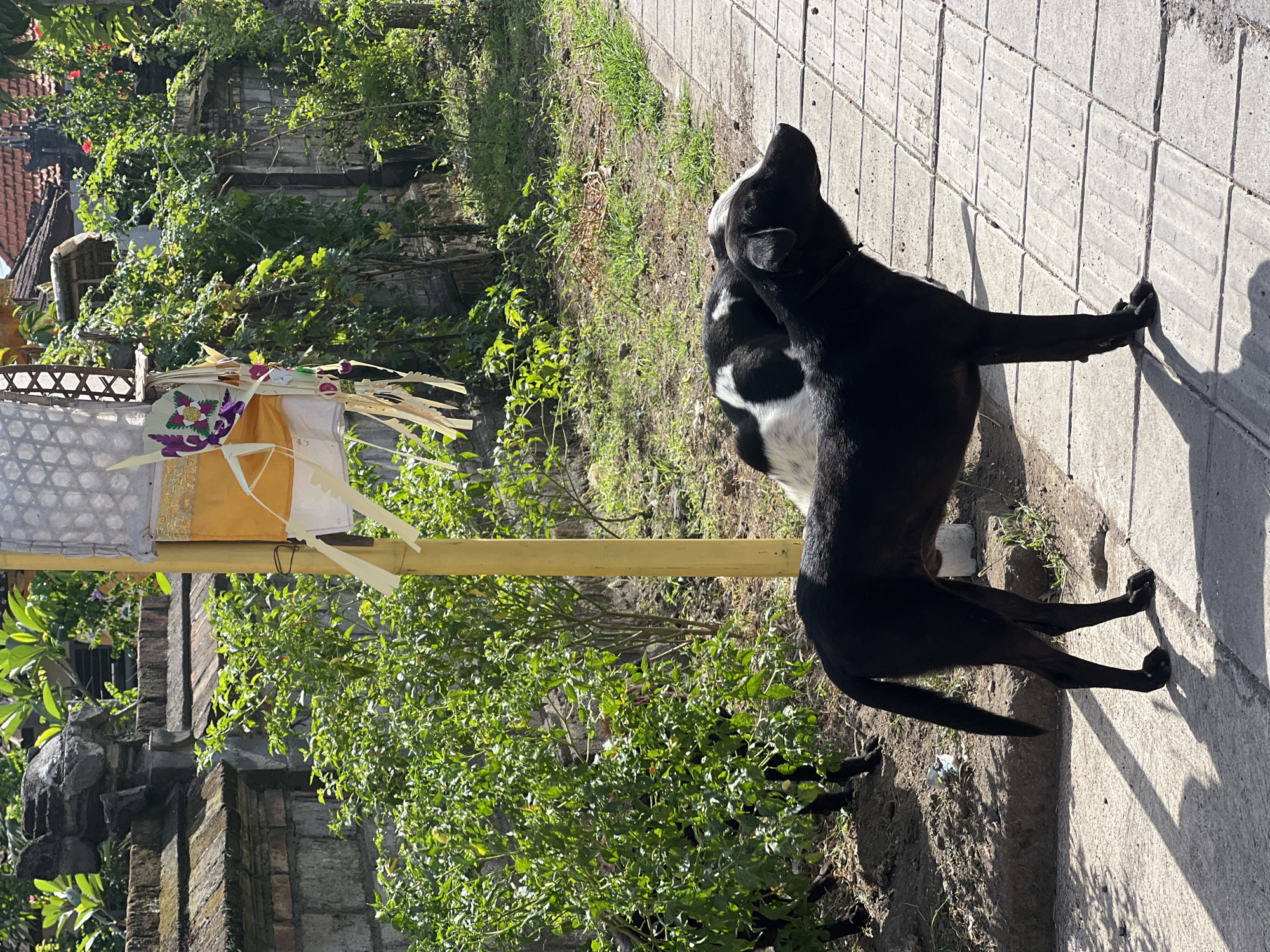 In North Kuta, Indonesia, two dogs are positioned on a paved walkway adjacent to a dirt area with green foliage. The dog in the foreground is black, standing with its head turned to the right, appearing to look off-camera. Behind it, a second dog, partially visible, has a black and white coat. A yellow pole stands to the left of the dogs, adorned with white and yellow fabric, possibly part of a cultural decoration. The background features a stone wall and lush greenery, with buildings and a red-tiled roof visible further back. The scene is illuminated by sunlight, casting shadows on the walkway.