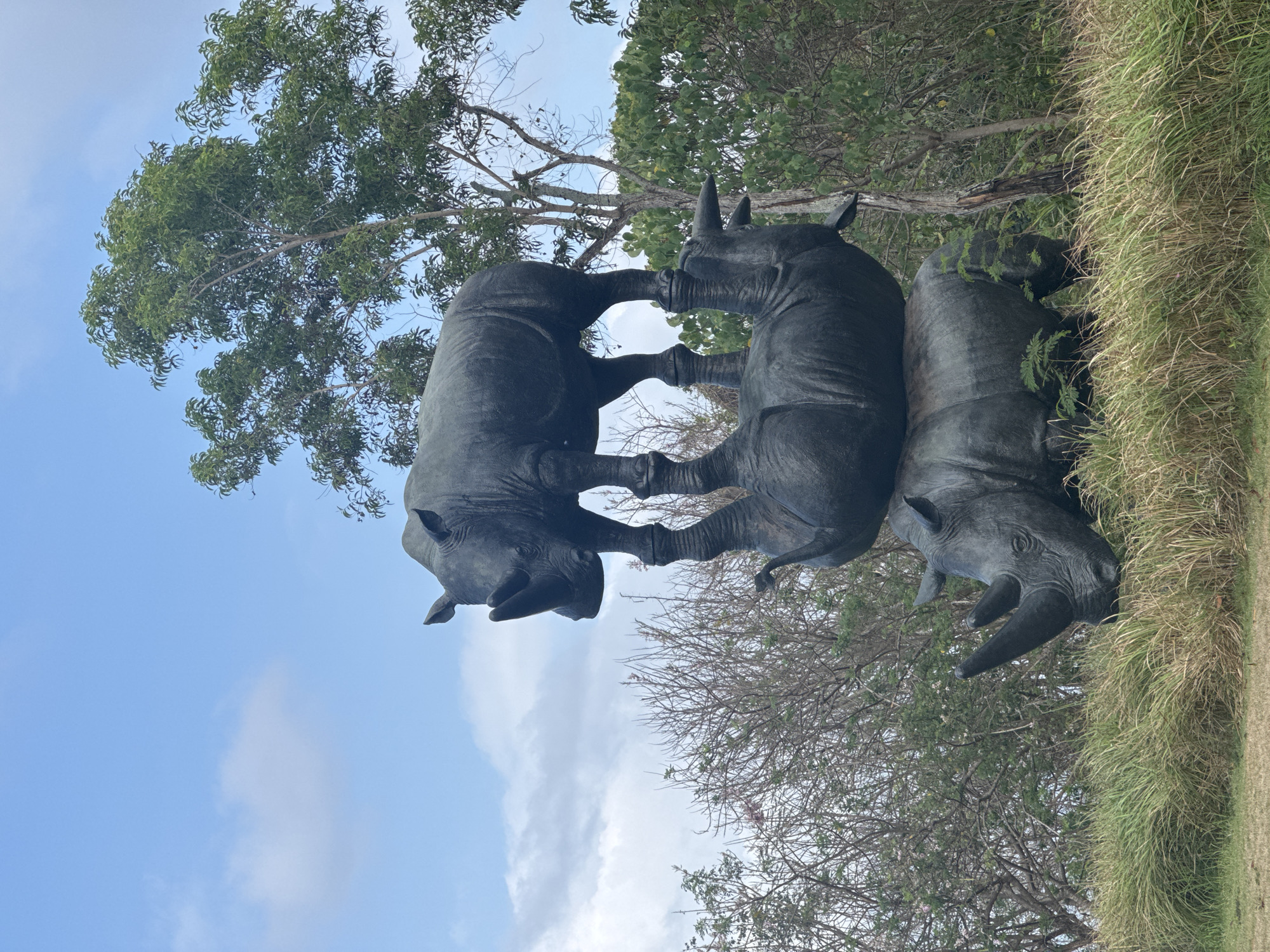 The image depicts a three-tiered sculpture of rhinoceroses in an outdoor setting. The sculpture is made of dark material, likely bronze or a similar metal, and is weathered. The bottom rhinoceros is positioned with its head facing right, resting on its belly with its legs tucked underneath. The middle rhinoceros is inverted, standing on its back legs with its head facing left and down, appearing to support the top rhinoceros. The top rhinoceros is standing upright on its four legs, facing left, with its head raised. It is perched precariously on the hindquarters of the middle rhinoceros.
The sculptures are situated in a grassy area with tall, dry grass in the foreground and a variety of trees and foliage in the background. The sky above is a pale blue with scattered white clouds. The overall impression is of a sculptural installation in a natural or park-like environment.
The sculpture is located at the Garuda Wisnu Kencana Cultural Park in Ungasan, Kuta Selatan, Bali, Indonesia. This park is known for its large-scale statues and cultural performances. The rhinoceros sculpture is a prominent feature within the park, though not as widely recognized as the colossal Garuda Wisnu Kencana statue. The area around the sculpture appears to be well-maintained, with manicured grass and dense greenery suggesting a tropical climate. The lighting suggests it is daytime, with the sun possibly overhead or slightly to the side, casting subtle shadows on the sculptures.