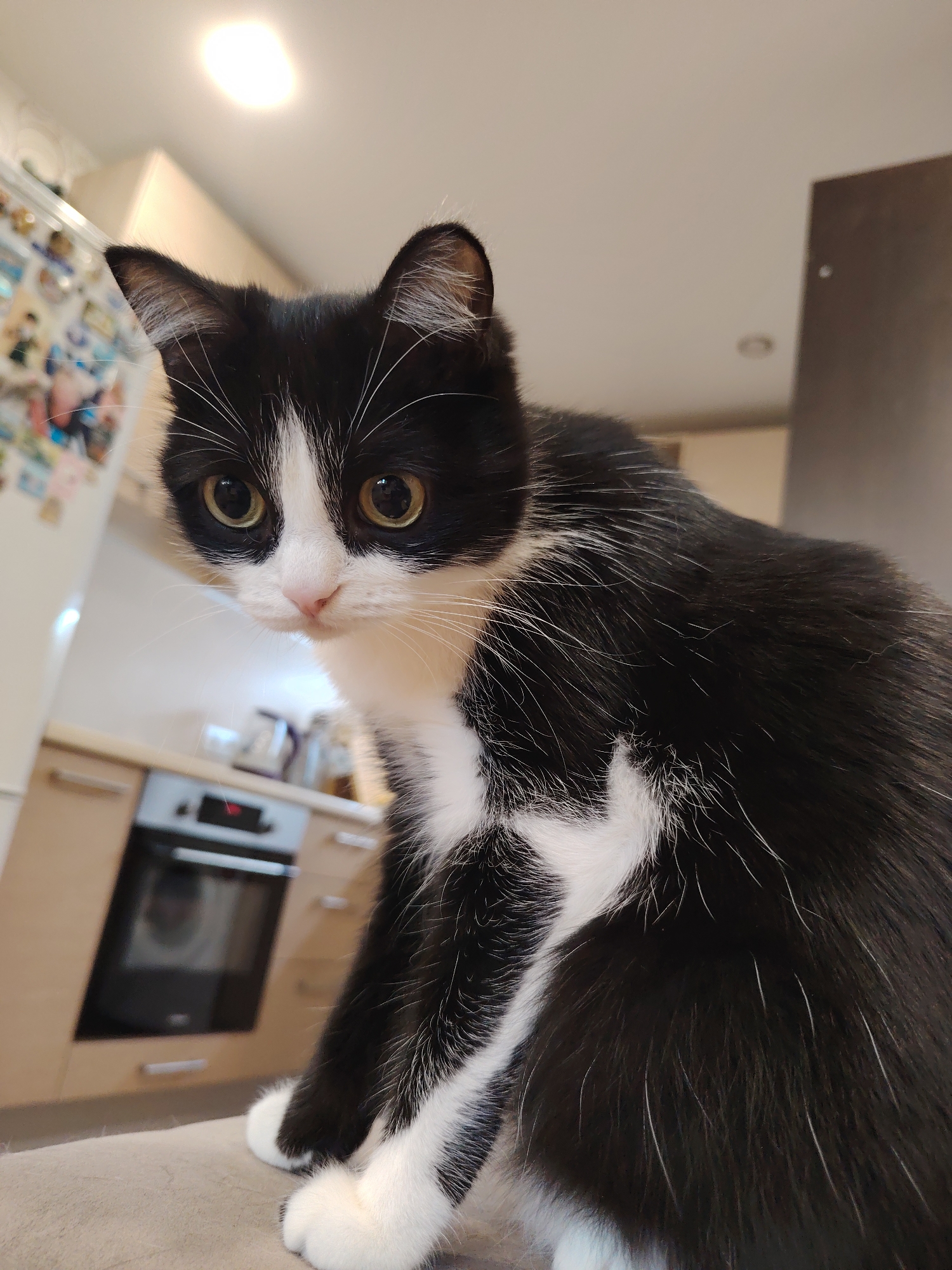 A black and white cat is perched on a beige upholstered surface, looking directly at the camera. The cat has large, expressive yellow eyes, white whiskers, and white markings on its chest and paws. In the blurred background, a kitchen area is visible with light-colored cabinets, a stainless steel oven, and a refrigerator. The ceiling has a bright overhead light. The scene is indoors, in what appears to be a residential kitchen. There is no indication of the location being Novosibirsk, Russia.