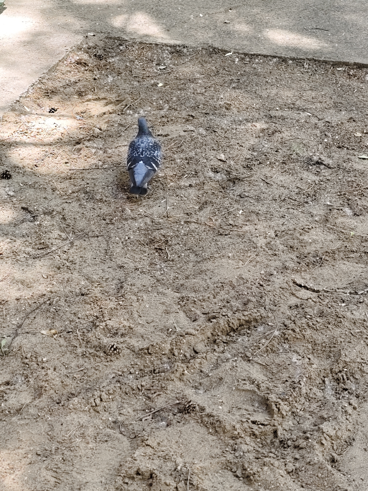 A pigeon stands on a dirt path in Chaikovsky, Russia. The pigeon is facing away from the camera, and its feathers are a mix of gray and black. The dirt path is covered in small pebbles and dry leaves, with a few pine cones scattered around. A paved path runs along the top edge of the image, casting dappled shadows on the dirt. There are footprints visible in the dirt, indicating that people have walked here recently. The overall scene is one of a natural environment within a city, with a common urban bird in its typical habitat.