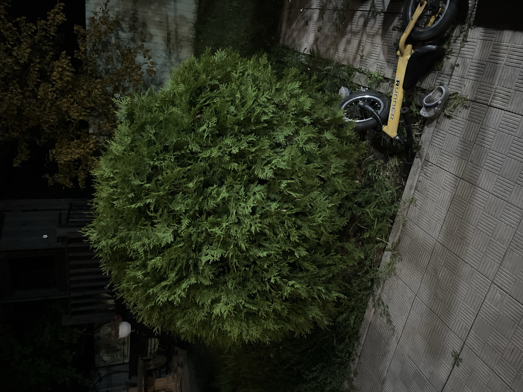 The image depicts an outdoor scene at night, likely in a residential area or park in Saratov, Russia. A large, bushy green shrub dominates the center of the frame. To the right of the shrub, a yellow scooter lies on its side on a paved pathway. The scooter has two wheels, a seat, and handlebars. A single grey sandal is also visible on the pathway near the scooter. In the background, a wooden fence and some trees are dimly lit. The overall lighting suggests it is dark, with artificial illumination casting shadows. There are no people visible in the image.
