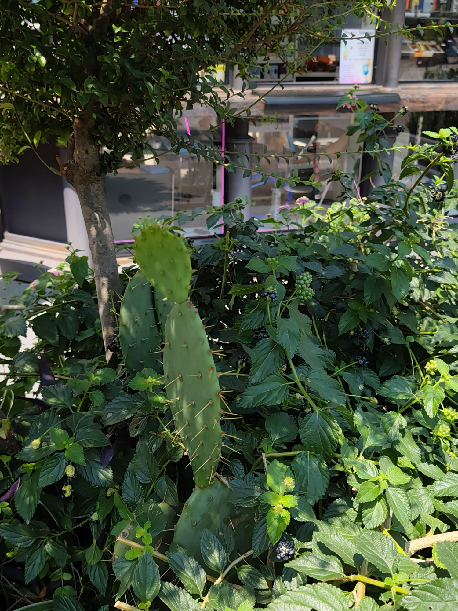 This image depicts a close-up of lush green foliage and a prickly pear cactus outdoors. The setting appears to be in front of a building with large windows, suggesting a commercial or public space. The lighting indicates it is daytime, with sunlight casting shadows on the plants. In the background, glimpses of interior spaces are visible through the windows, showing furniture and light fixtures. There are no people visible in the image. The plants are healthy and vibrant, with some bearing small, dark berries. The prickly pear cactus has large, flat green pads covered in sharp spines. The overall scene is one of natural growth within an urban environment.