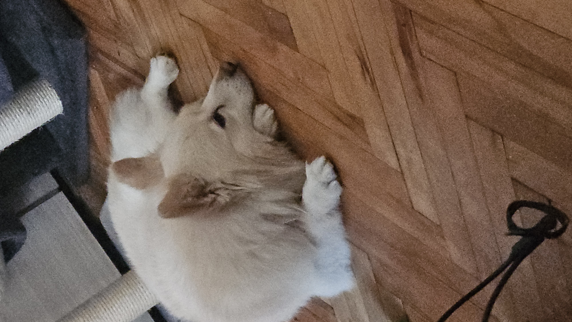 A medium-shot photograph shows a light-colored dog lying on a parquet floor. The dog is curled up with its head facing the top left of the frame. A grey blanket and a beige-colored cat tree are partially visible to the left of the dog. A black leash is visible on the right. The location is within Plovdiv, Bulgaria.