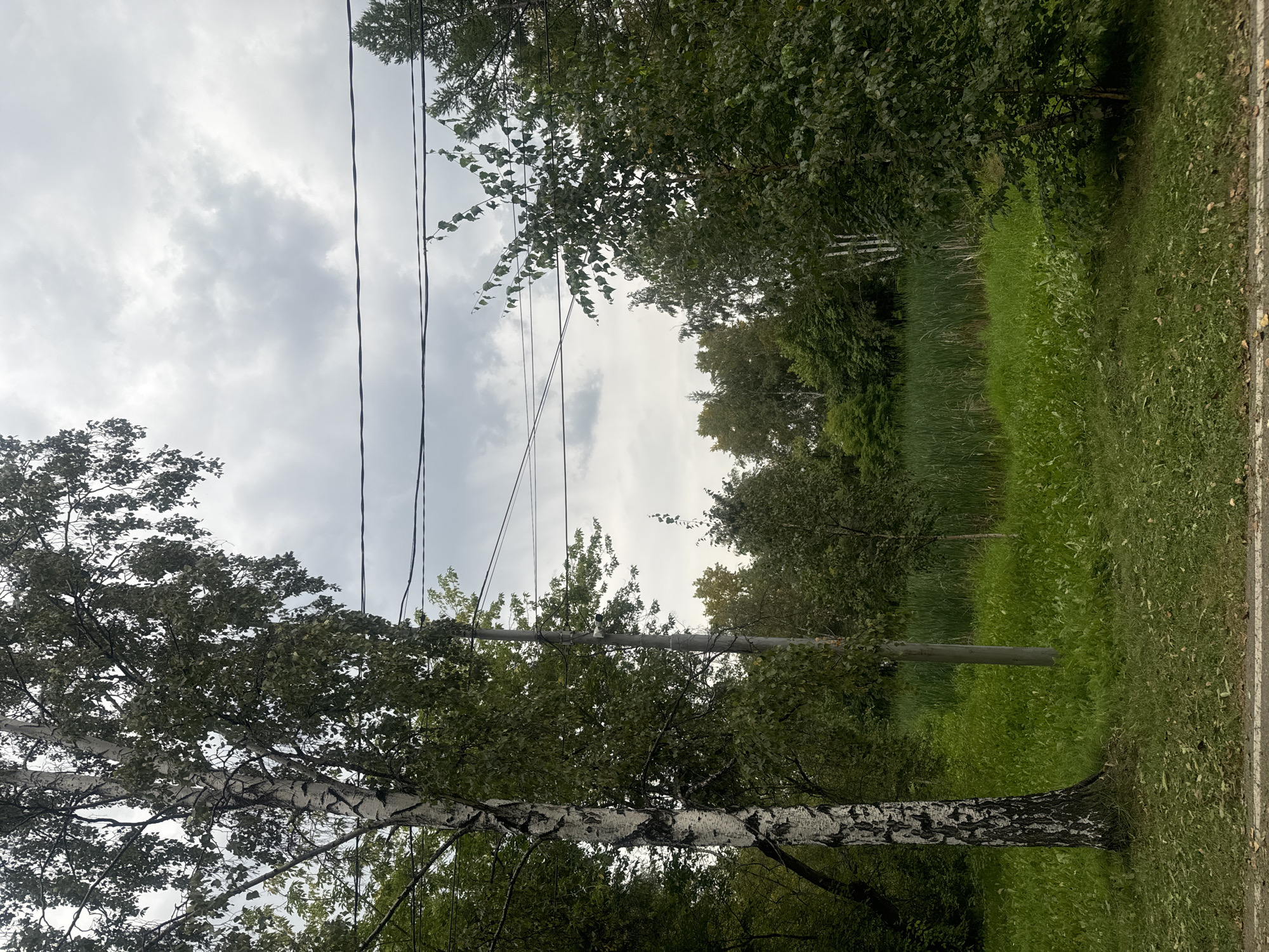 An outdoor scene in a park or natural area features a prominent birch tree on the left, with its distinctive white and black bark. The tree is tall and leafy, with branches extending upwards and to the right. In the middle ground, there is a field of tall, green grass and reeds, possibly indicating a wetland or pond area. Behind this, a dense line of various trees forms a natural backdrop. Several power lines are strung across the upper portion of the image, obscuring a cloudy sky. A grey, vertical pole, likely a utility pole, stands amidst the trees on the right side of the birch. The foreground consists of a mown grassy area, with some scattered leaves, and a white line painted on a paved surface at the very bottom, suggesting a path or road. No people are visible in the image. The overall impression is of a slightly overcast day in a serene, green environment.